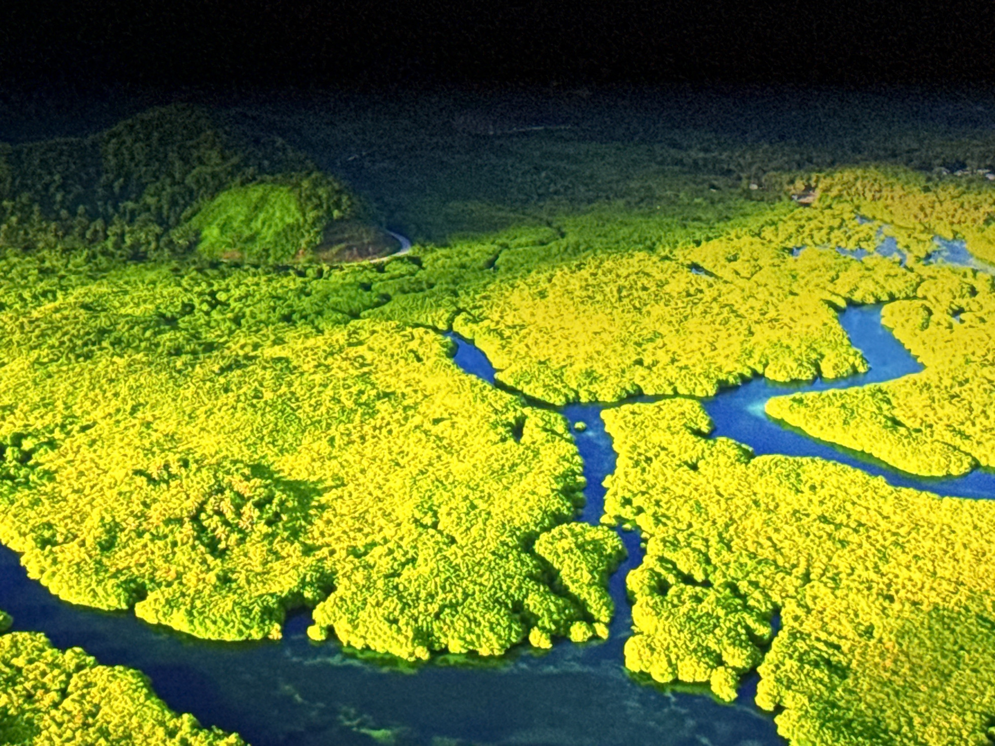 This is an aerial, high-angle drone photograph of a lush, vibrant green landscape characterized by dense vegetation and winding blue waterways. The vegetation appears to be a thick canopy, possibly mangrove forests or a similar wetland ecosystem, with a bright, almost neon green hue. These green expanses are interspersed with numerous channels of deep blue water, creating a striking contrast. The waterways appear to meander through the greenery, forming intricate patterns and inlets. In the upper left portion of the image, a darker, more densely forested hill rises, providing a contrast in both color and texture to the brightly lit vegetation in the foreground. A faint, light-colored line, possibly a road or trail, is visible on the side of this hill. The overall impression is one of a remote, natural environment, possibly a protected ecological area. There are no discernible human structures, people, or any signs of human activity within the frame of the image, suggesting an untouched natural landscape.