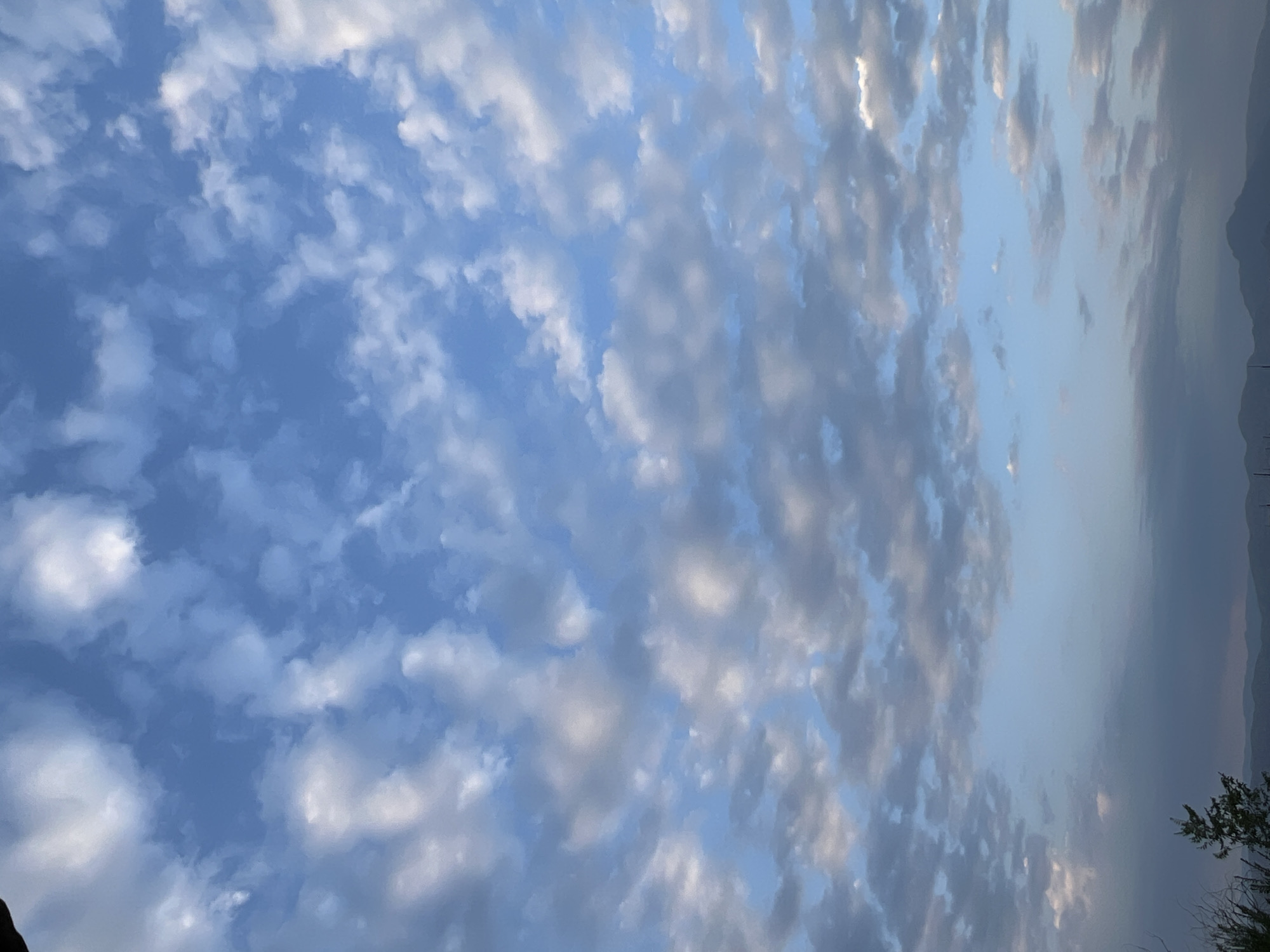 A wide-angle, upward-facing shot captures a vast expanse of the sky above Tokmok City, Kyrgyzstan. The sky is a clear, pale blue, dotted with numerous fluffy white clouds. The clouds are scattered across the frame, some appearing dense and bright white, others more wispy and tinged with gray, suggesting varying depths and light conditions. Toward the bottom of the image, the sky transitions into a darker, hazy gradient, obscuring the distant landscape. A silhouetted treeline and distant mountains are faintly visible against this lower, darker sky. The overall scene is serene and natural, dominated by the sky and clouds.