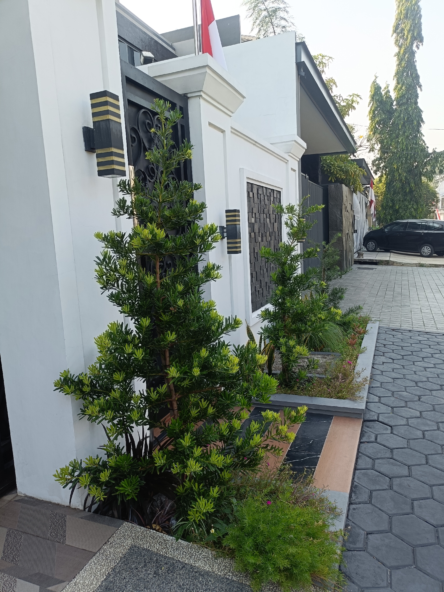 In the city of Kediri, Indonesia, a front yard of a modern house features a black metal gate with ornate scrollwork. A white wall with a black and gold striped light fixture is to the left. Two evergreen plants, one larger and closer to the viewer, are planted in a garden bed. The garden bed is bordered by a gray concrete edge and has a decorative inlay of black, brown, and white marble. The pathway next to the garden bed is paved with dark gray hexagonal stones. In the background, a tall, slender tree stands to the right, and a black car is parked on a driveway. Two Indonesian flags are visible, one partially obscured by a tree. The scene appears to be captured in the late afternoon or early morning, with soft sunlight illuminating the area.