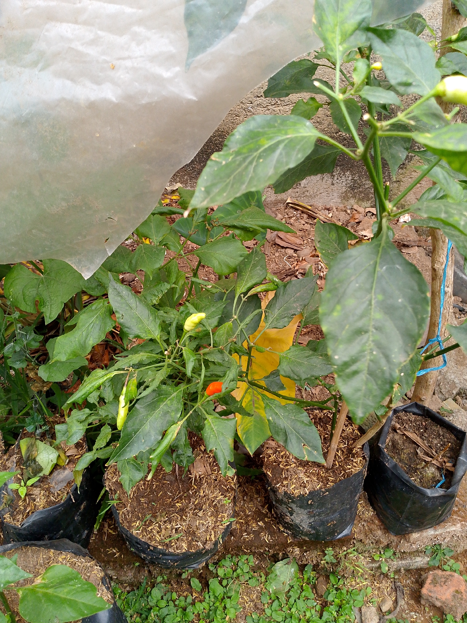 A close-up, high-angle shot captures several potted chili plants in Babadan, Indonesia. The plants, some bearing green and red chili peppers, are housed in black plastic bags filled with soil and dried plant material. The background consists of a rough-textured, light-colored surface, likely a wall, and a translucent plastic sheet covering part of the scene. Small green plants and scattered dried leaves are visible on the ground around the pots. The lighting is natural, casting soft shadows.