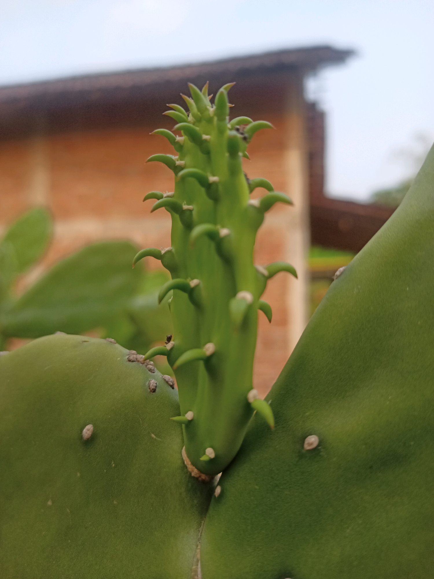 A close-up shot captures a prickly pear cactus with a new growth emerging from its pad. The new growth is a vibrant green, elongated, and covered in small, sharp spines. The main pad of the cactus is also a deep green and displays several brown, scab-like marks, possibly from insect damage or a previous injury. In the background, out of focus, a brick building with a dark roof is visible, suggesting an outdoor setting. The sky above is overcast. The image is set in Karangtalun, Indonesia.