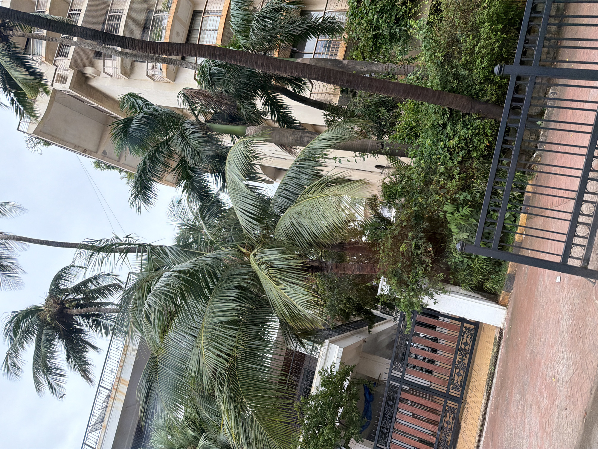 A low-angle, full shot captures a street view in Mumbai, India, characterized by lush palm trees and multi-story buildings. In the foreground, a red brick pathway leads to a black wrought-iron gate with ornate detailing and wooden slats. Beyond the gate, a white pillar stands next to a building with a covered balcony. Behind this, a larger, light-beige apartment building dominates the background, featuring multiple balconies with metal railings. Numerous palm trees, with their distinctive fronds, are interspersed throughout the scene, some obscuring parts of the buildings. The sky is overcast, suggesting a cloudy or hazy day. No people are visible in the frame.