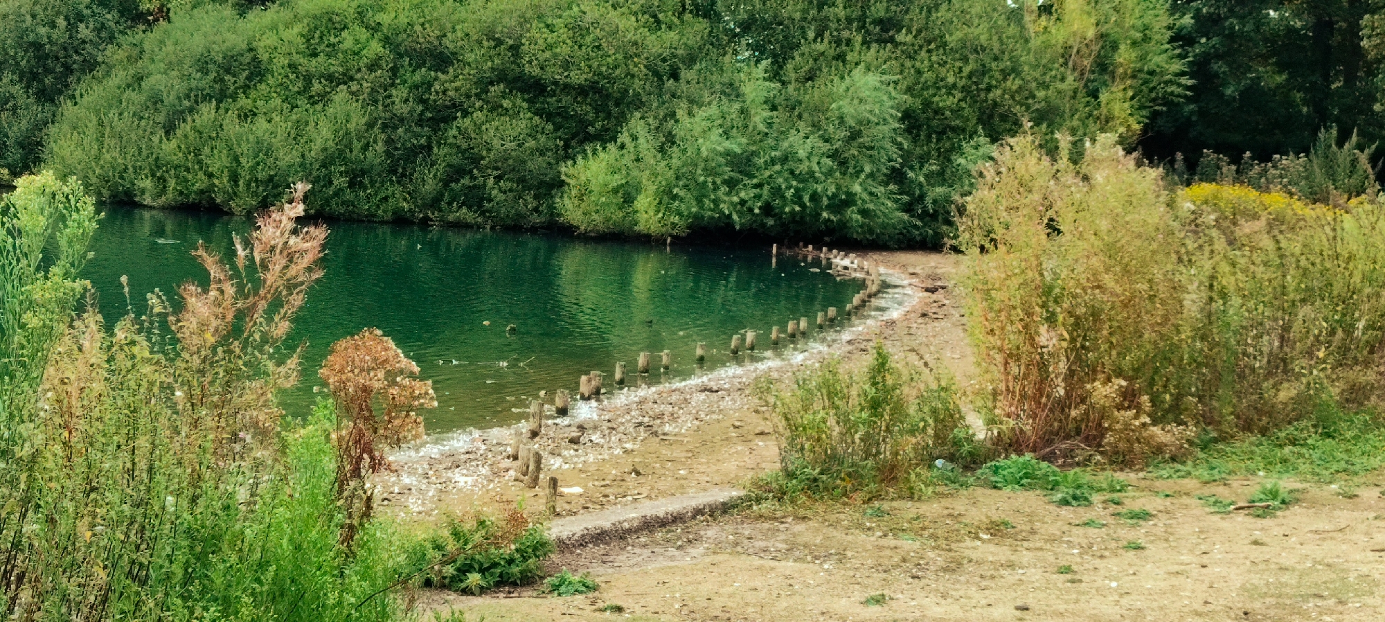 The image depicts a tranquil body of water, likely a pond or lake, surrounded by lush green foliage. The water is a vibrant emerald green, with a few ripples visible on its surface, suggesting a gentle breeze. Along the edge of the water, a line of weathered wooden posts stands partially submerged, creating a rustic barrier between the water and the sandy, pebbled shoreline. The shoreline is also dotted with scattered debris, possibly small stones or shells. Beyond the water's edge, the terrain slopes upwards, covered in a mixture of dry grasses, reeds, and shrubs, with taller, denser trees forming a thick canopy in the background. The overall impression is one of a natural, semi-wild environment, possibly a park or nature reserve. This scene is located at Carr Mill Dam, a reservoir situated in St Helens, United Kingdom, known for its natural beauty and recreational opportunities.