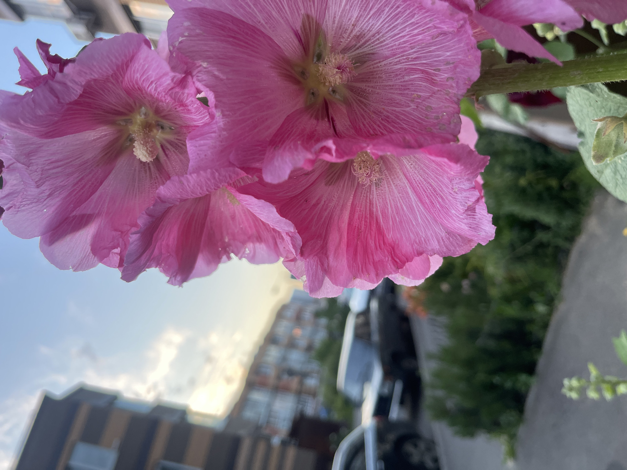 A close-up, eye-level, outdoor shot captures several vibrant pink hollyhock flowers in the foreground, with their delicate, textured petals filling much of the frame. The flowers' stamens and pistils are visible at their centers. In the blurred background, an urban scene unfolds. A light-colored building with dark window frames stands to the left, while a row of similar buildings stretches across the horizon. Between the flowers and the buildings, a street or sidewalk is visible, with two cars parked along it. Green foliage, including shrubs and a small, budding plant, grows along the edge of the pathway. The sky above is a pale blue with scattered clouds, illuminated by soft, possibly evening light. The image appears to be taken in the city of Kommunarka, Russia.