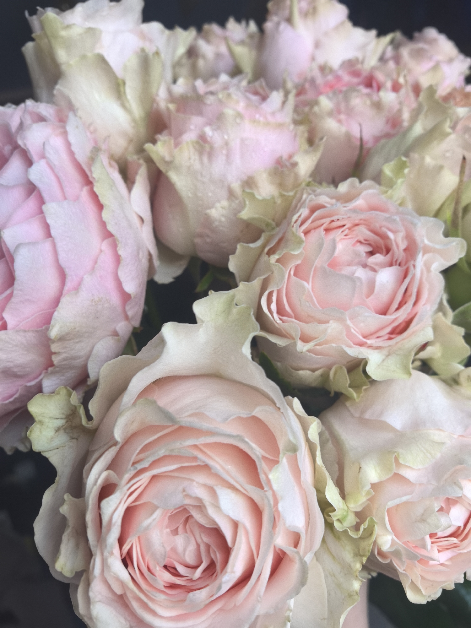 This image presents a tightly cropped, overhead view of a bouquet of multiple light pink roses, observed in Sarapul, Russia. The primary subjects are several fully bloomed roses, each characterized by numerous soft pink petals that are more saturated towards their centers and gradually lighten to a near-white or pale cream hue at their outer edges. Small, clear water droplets are visible on the surface of some petals. The outermost petals and visible sepals exhibit subtle green or yellow tints. The background is uniformly dark and indistinct, providing no further environmental context or details of the immediate surroundings beyond the floral arrangement. No people, actions, or interactions are discernible.