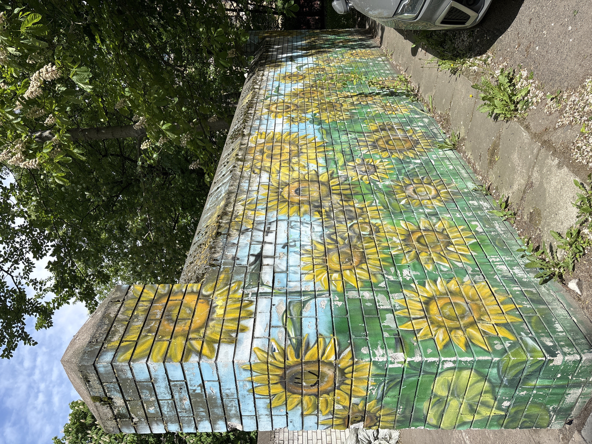 A low-angle, upward-facing, outdoor shot shows a long, low brick wall mural of sunflowers near the sidewalk, with a car parked near the end of the wall and trees overhead. The wall is made of small, gray rectangular bricks, painted with sunflowers in varying sizes. The backgrounds of the sunflowers alternate, with blue sky behind some sunflowers, and a dark green, foliage-like pattern behind others. The bricks are faded and worn, and some are covered in moss. The sidewalk is adjacent to the right side of the wall, and some weeds grow out of the cracks in the sidewalk. A gray car is parked next to the sidewalk, with its tire visible. The trees are lush and green, and the blue sky is visible through the leaves. The location is Saint Petersburg, Russia.