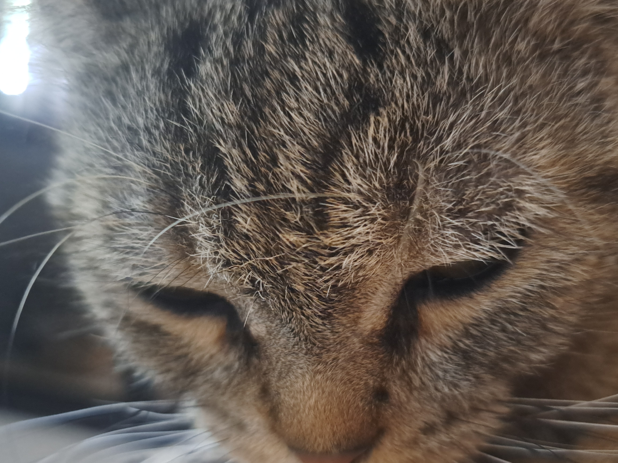 A close-up, low-angle shot focuses on the head of a tabby cat. The cat's fur is a mix of brown, grey, and black stripes. Its eyes are partially closed, and its head is tilted down, with its whiskers fanning out. The background is blurred, but it appears to be a domestic setting, possibly indoors, with a bright light source visible in the upper left corner. There is no identifiable urban environment, nor any indication of Vypasne, Ukraine.