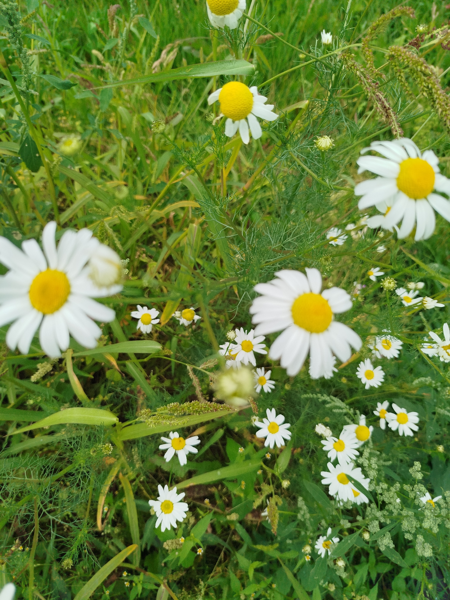 The image depicts a close-up view of a field of daisies and other wild grasses. The daisies, characterized by their white petals and yellow centers, are scattered throughout the frame, some in sharp focus and others blurred by depth of field. The surrounding vegetation consists of various shades of green grasses and some feathery foliage. The overall impression is that of a natural, untamed outdoor environment. The image was taken in Крывасельскі сельскі Савет, Belarus.