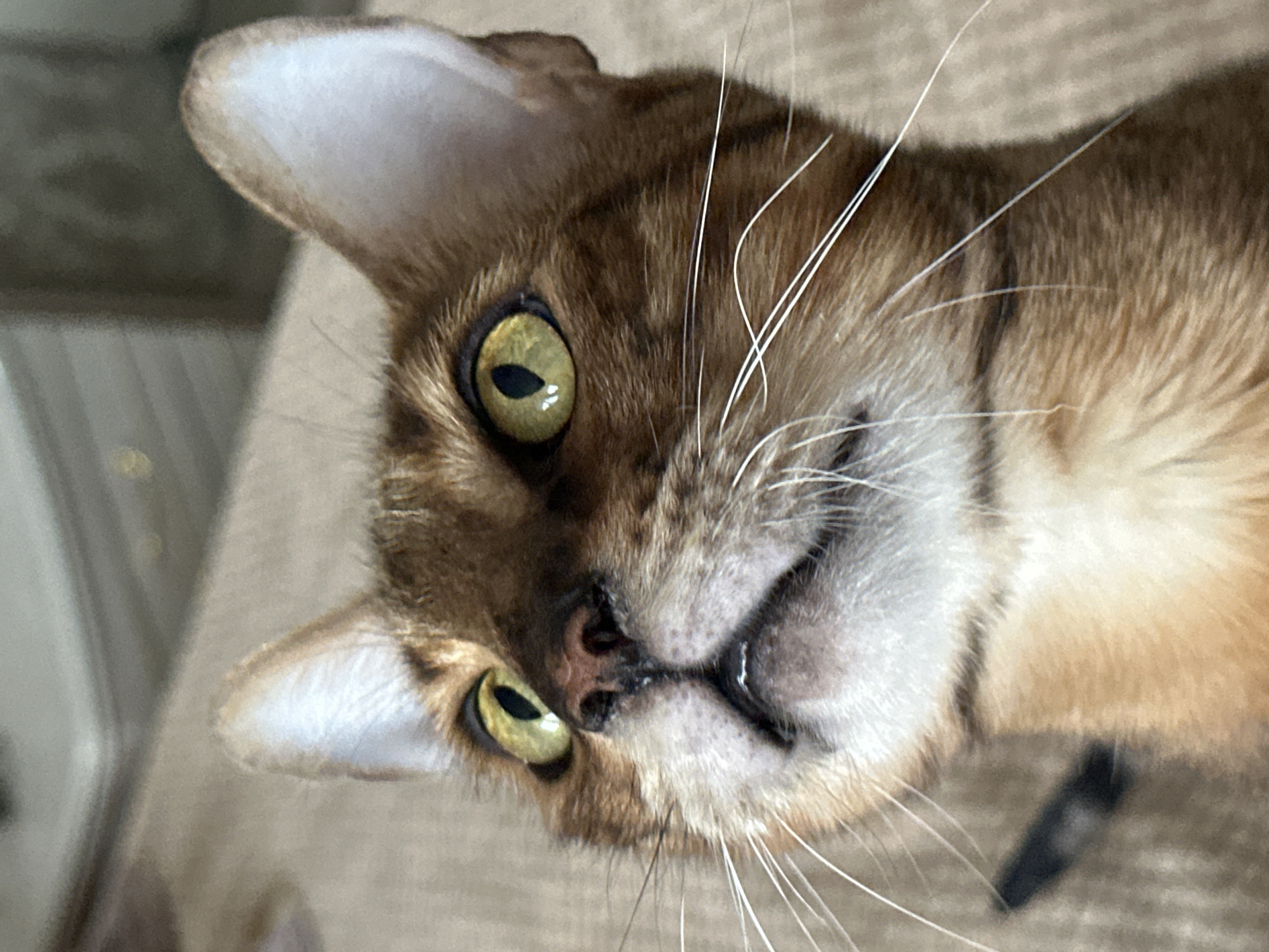 A close-up, eye-level shot captures the face of a brown tabby cat looking upwards. The cat has prominent green eyes with black pupils and a pink nose. Its white whiskers are clearly visible against its fur. The background is a blurred, neutral-toned surface, possibly a carpet or upholstered furniture. There is no discernible location in the city of Energetik, Russia, as the image focuses solely on the cat's head and shoulders.
