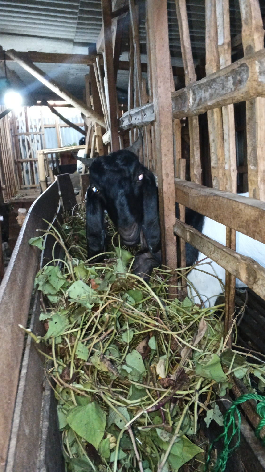 A black goat with long ears is eating from a trough filled with leafy green vegetation. The goat is positioned in the foreground, partially obscured by the food. The trough is made of metal and wood and is situated within a rustic wooden enclosure. The enclosure has a corrugated metal roof and wooden beams supporting it. The overall environment appears to be a farm or animal pen. The image was taken in Soko, Indonesia.