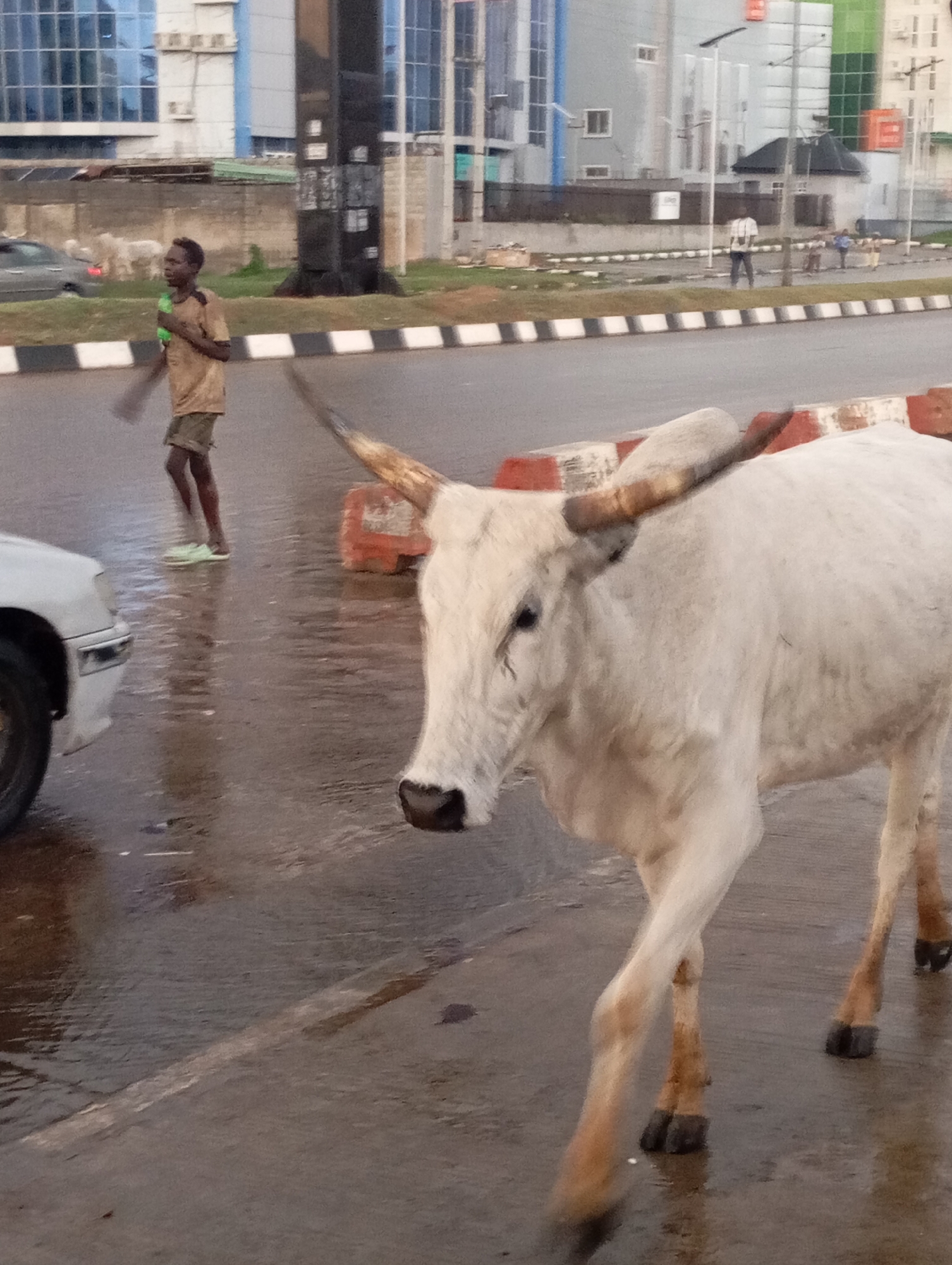 This image captures a street scene in an urban or semi-urban environment, likely in Abuja, Nigeria, given the context. In the foreground, a large, light-colored zebu-type cow with prominent, curved horns is walking from right to left on a wet asphalt road. Its legs and hooves are visible, with reflections on the damp surface.
Behind and to the left of the cow, a young male person is also walking on the wet road. He wears a light brown t-shirt and shorts and appears to be carrying a green plastic bottle and a stick or broom-like object. His bare feet or light footwear are visible and reflected on the wet ground. A portion of a white car is seen on the far left, partially in the foreground.
The road is lined with orange and white concrete barriers and a black and white striped curb. In the background, across the road, a person in a light-colored shirt is standing or walking. Beyond the road, several modern buildings with glass facades and other structures are visible, suggesting a built-up area. The road surface is uniformly wet and reflective, indicating recent rain or high humidity. The lighting is soft and diffused, typical of an overcast day. No discernible text is clearly visible on any signs or buildings.