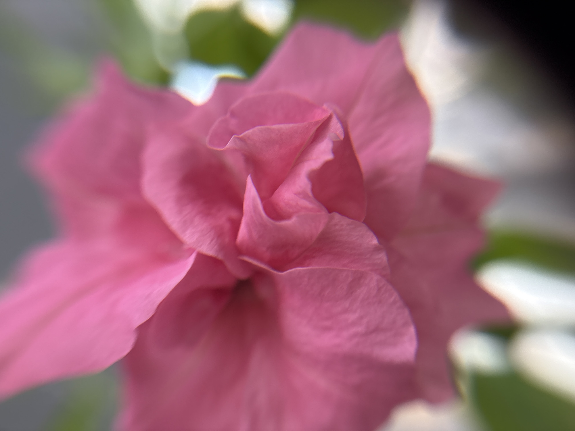The image is a close-up, shallow depth-of-field photograph of a pink flower. The petals are soft and slightly ruffled, with delicate folds and curves. The lighting highlights the texture and subtle variations in the pink hue. The background is blurred and indistinct, featuring muted greens and whites, suggesting foliage and possibly other flowers. There are no people, buildings, or specific landmarks visible that would indicate a location in Izhevsk, Russia. The focus is entirely on the floral subject, rendered in an abstract and artistic manner.