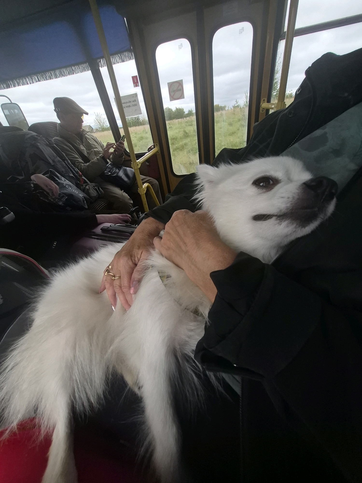 A medium shot captures a fluffy white dog being held by a person inside a bus. The dog's head is turned to the right, with its dark eyes looking slightly upward. Its ears are perked, and its white fur is prominent. The person holding the dog has their hands on the dog, with one hand on its back and the other gently resting near its head. A gold ring with a diamond is visible on the ring finger of the hand on the dog's back, and a light pink nail polish is on the fingernails. The person is wearing a black jacket. In the background, a man wearing a flat cap and a green jacket is seated, looking at his phone. Luggage is visible behind him. The bus interior features yellow poles and windows that look out onto a cloudy sky and a grassy landscape. A sign with Cyrillic text is visible on the window. The scene is likely within the city of Meshcheryaki, Russia, given the context provided.