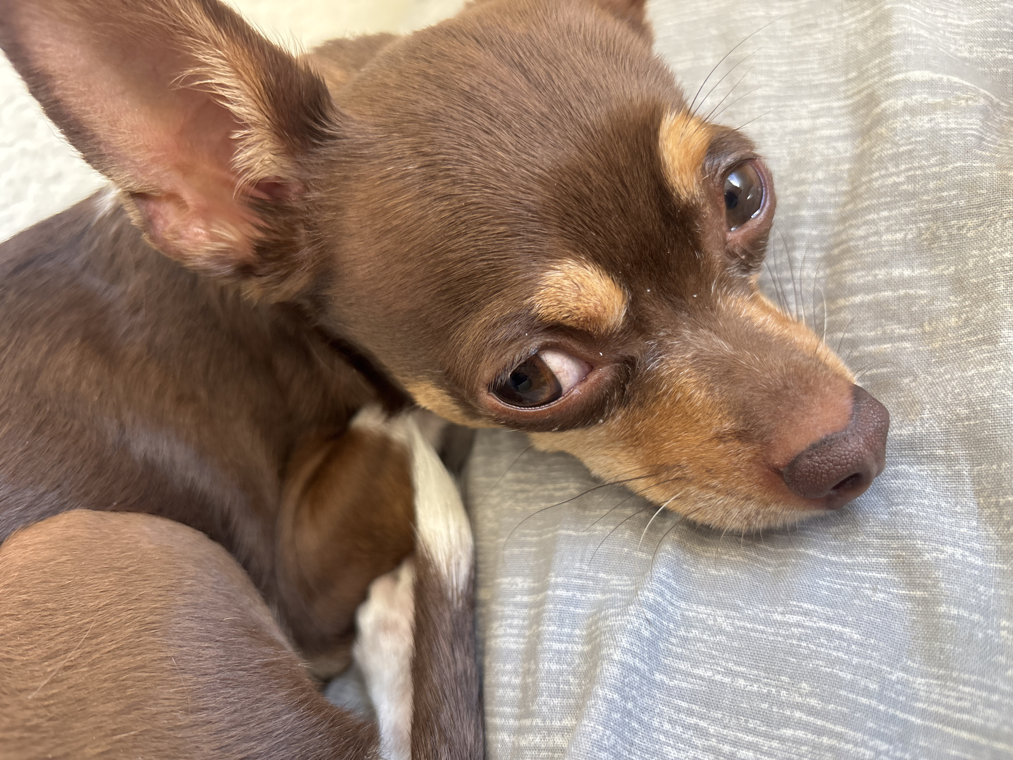 A close-up, high-angle shot captures a small, short-haired dog, likely a Chihuahua, resting indoors. The dog's fur is a rich chocolate brown, with distinct lighter tan or caramel markings above its eyes and cheeks. A patch of white fur is visible on one of its legs or paws, curled up in the lower left of the frame. The dog's large, dark brown eyes are wide and reflective, conveying an alert yet calm expression as it gazes slightly upwards and to the right. Its prominent, upright ears are clearly visible, characteristic of the breed. The nose is dark brown and appears moist. The dog is lying on a light grey or pale blue fabric with a subtle woven texture, suggesting a blanket or bedding. The lighting is soft and diffused, highlighting the details of the dog's fur and the fabric. No text is visible in the image. While the image itself does not provide location cues, the prompt indicates the photo was taken in Puebla, Mexico. The scene evokes a quiet, intimate moment with the pet.