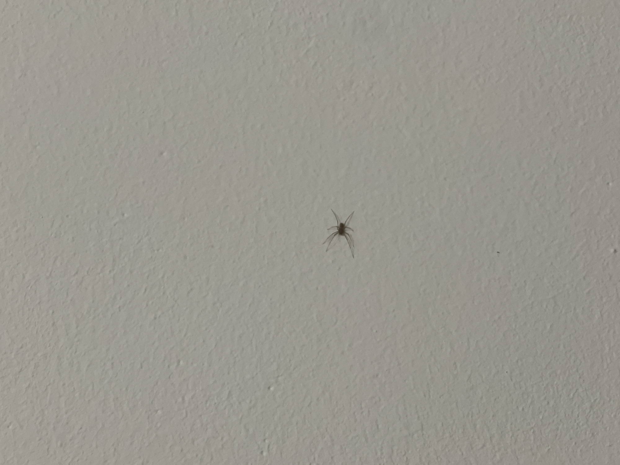 A small, light-brown spider with long, thin legs is positioned in the center of a textured, off-white wall. The spider is in focus, while the wall is slightly blurred. The lighting appears to be artificial and casts minimal shadows. The environment is nondescript, suggesting an indoor setting, potentially a residential or commercial building in Bishkek City, Kyrgyzstan. There are no other discernible objects or individuals present in the image.