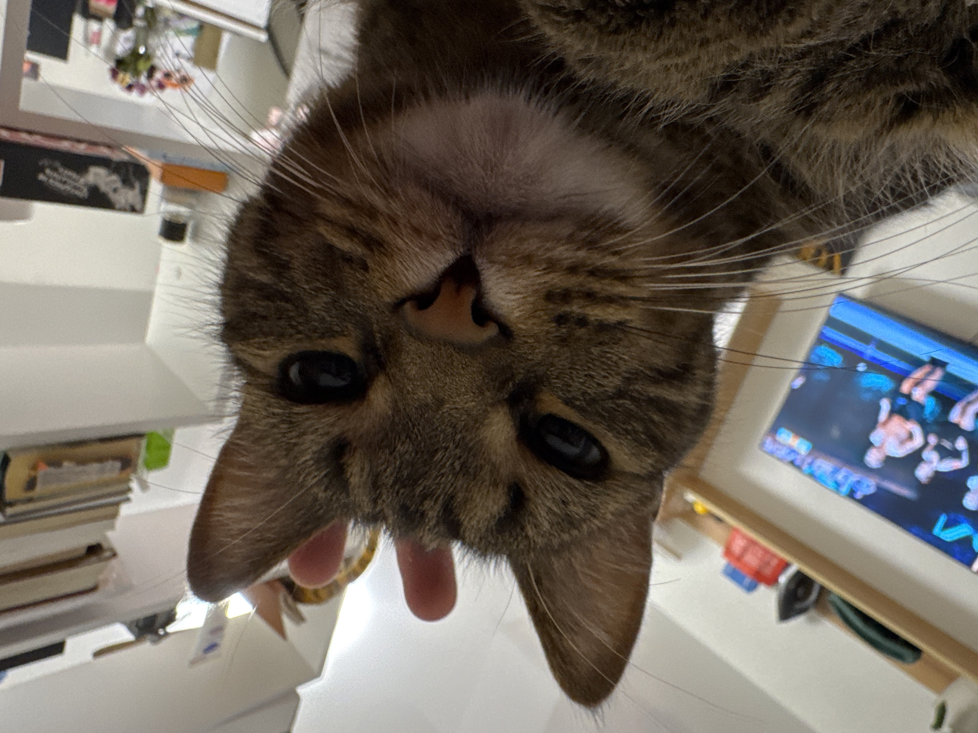 A close-up, upside-down view focuses on a tabby cat's face. The cat has brown fur with dark stripes, a pink nose, and dark eyes. A person's fingers gently hold the cat's face. In the background, a television shows images of people wrestling. A shelf below the television holds various items, including red and blue containers. A desk or table, with books and other objects, is visible to the side. There is no information in the image to support that it was taken in Chaikovsky, Russia.