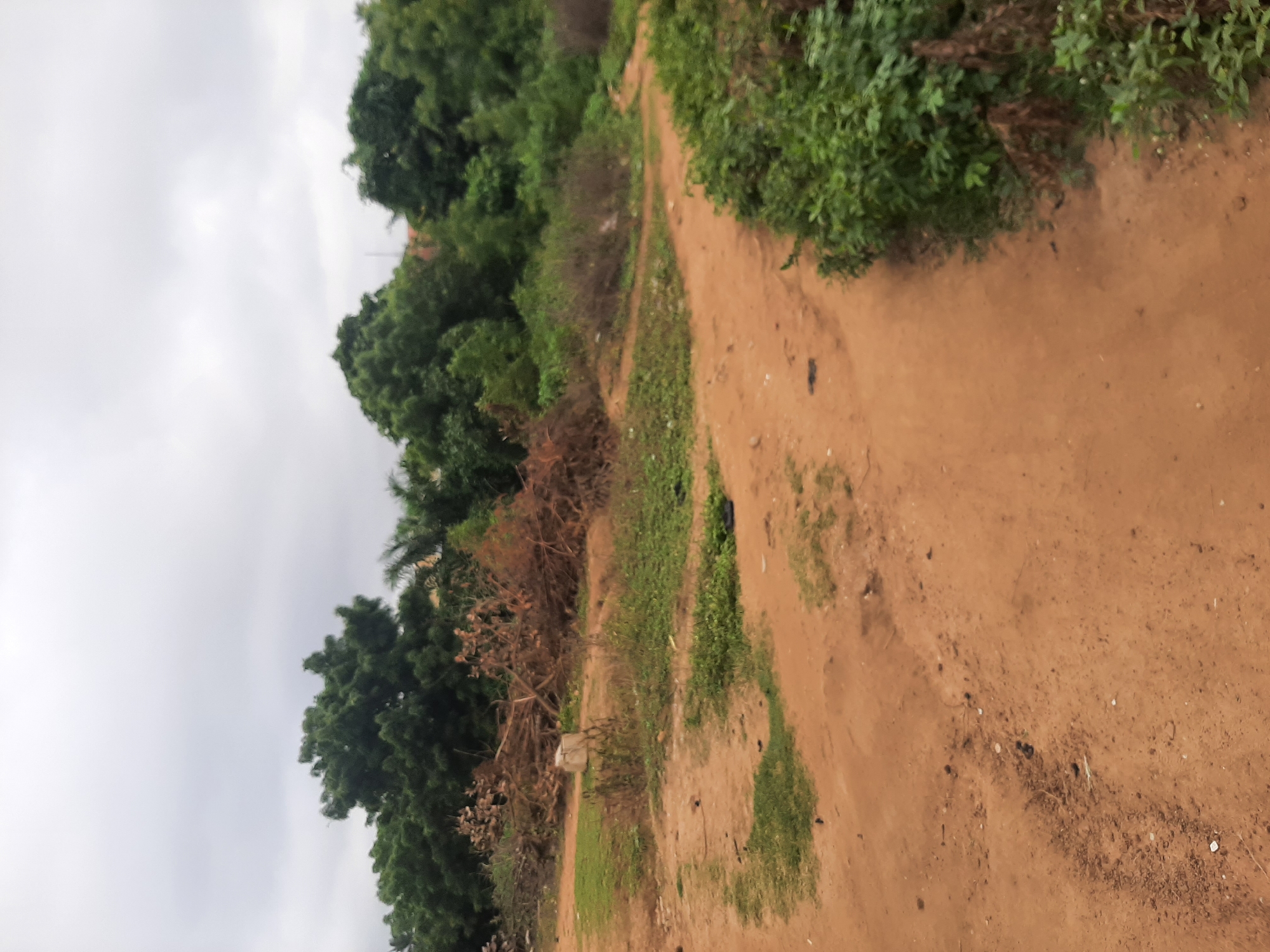 The image depicts an outdoor scene on an overcast day in Ogbomosho, Nigeria. A dirt path meanders through a semi-cleared area, bordered by lush green vegetation and trees. Piles of dried branches and debris are scattered across the landscape, suggesting recent clearing or natural shedding. A rectangular concrete block rests near the path. The ground is primarily reddish-brown earth, with patches of green grass and low-lying plants. In the background, dense foliage and trees form a natural barrier, with hints of distant buildings visible through the greenery. The overall impression is of a rural or semi-urban undeveloped area.