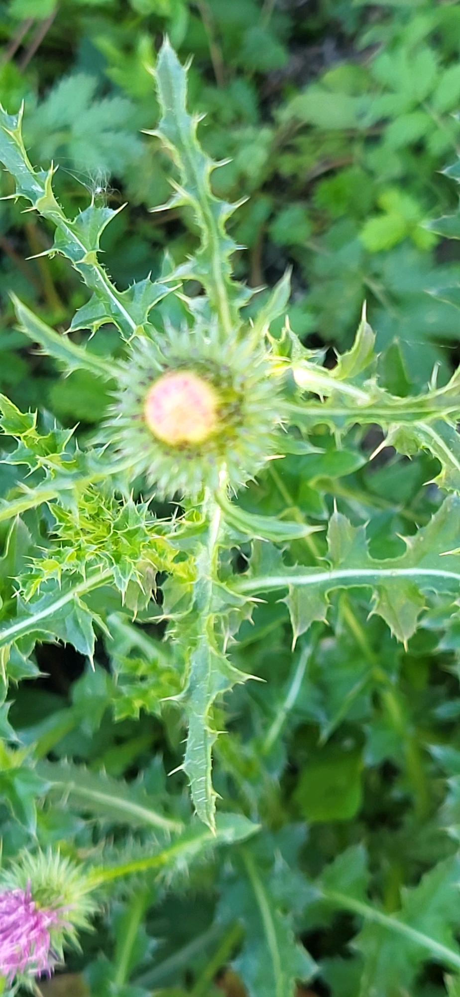 This is a close-up, vertical shot of a thistle plant. The thistle has spiky, green leaves and a developing bud in the center, which appears to be a pale pink or yellow. In the lower left corner, another, more developed thistle with purple flowers is partially visible. The background consists of blurred green foliage. The image does not contain any information about the city of Oskemen, Kazakhstan, nor does it depict any people, actions, or interactions.