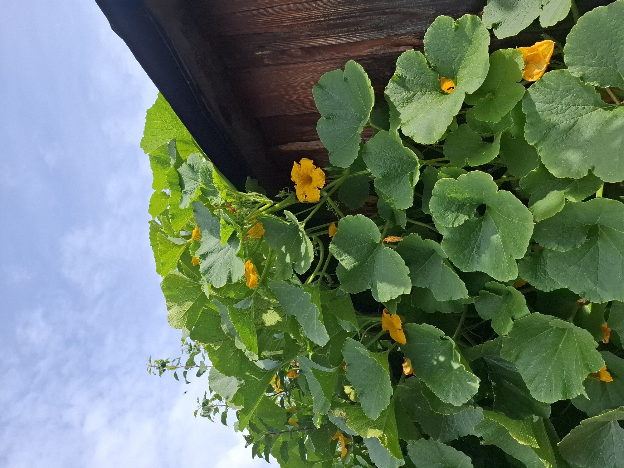 This is a low-angle, eye-level, outdoor, medium shot of a pumpkin vine with large green leaves and yellow flowers growing next to a wooden structure. The vine is in the foreground, with its leaves and flowers filling most of the frame. The wooden structure is in the background, to the right of the frame. The sky is visible in the upper left quadrant of the frame, with some white clouds against a light blue sky. The scene is likely in Tyumen, Russia, given the context.
