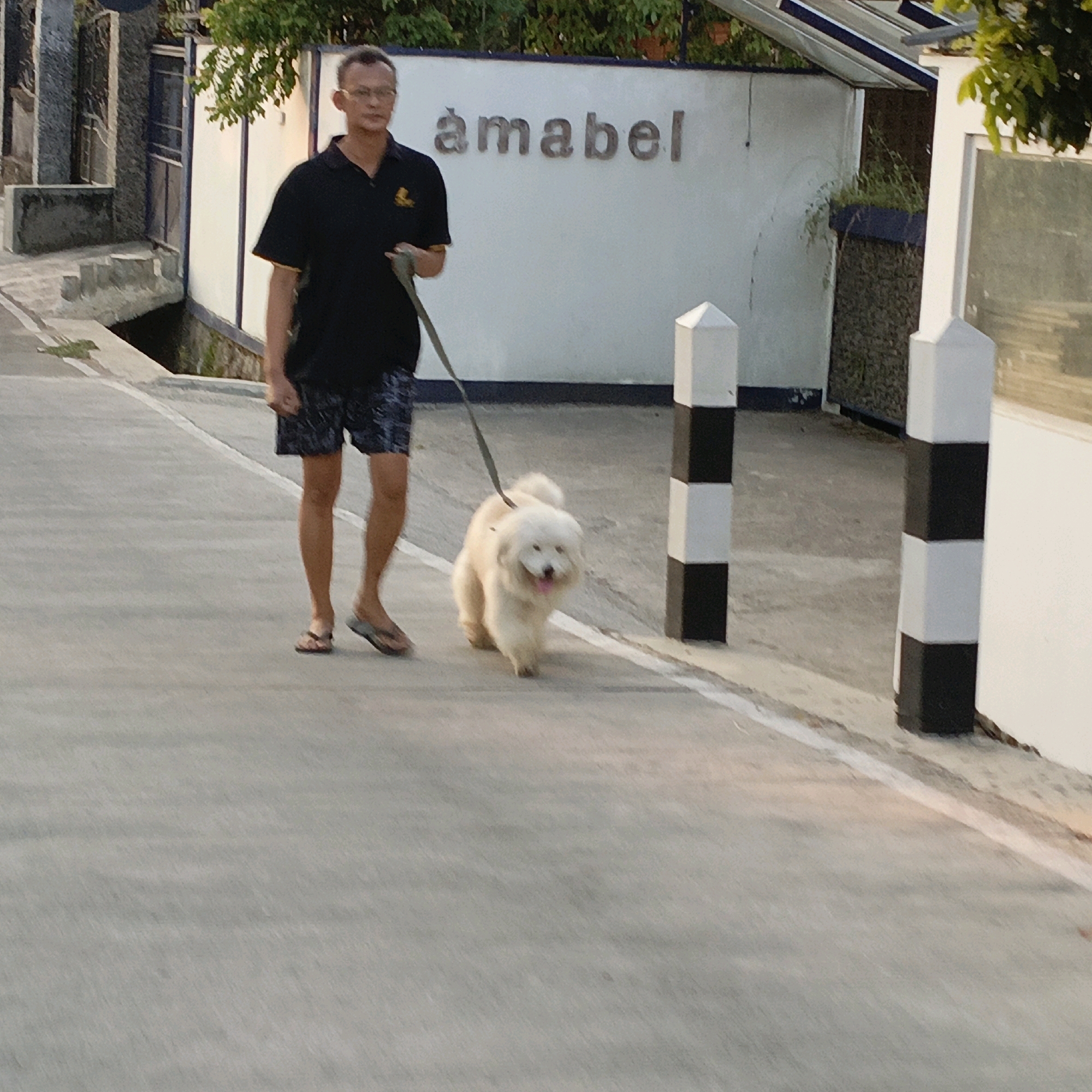 A man walks a fluffy white dog on a leash down a paved path. The man is wearing glasses, a black polo shirt, and patterned shorts. He is wearing flip-flops. The dog is light-colored and appears to be a breed like a Bichon Frise or similar fluffy dog. They are walking on a paved surface with a white line marking the edge of the path. In the background, there is a white building with the word "amabel" written on it in large, metallic letters. There are black and white striped posts and some greenery. The image appears to be taken in an outdoor setting, possibly a street or sidewalk. This location is likely the vicinity of Jl. Diponegoro in Salatiga, Indonesia, given the building signage and general aesthetic.