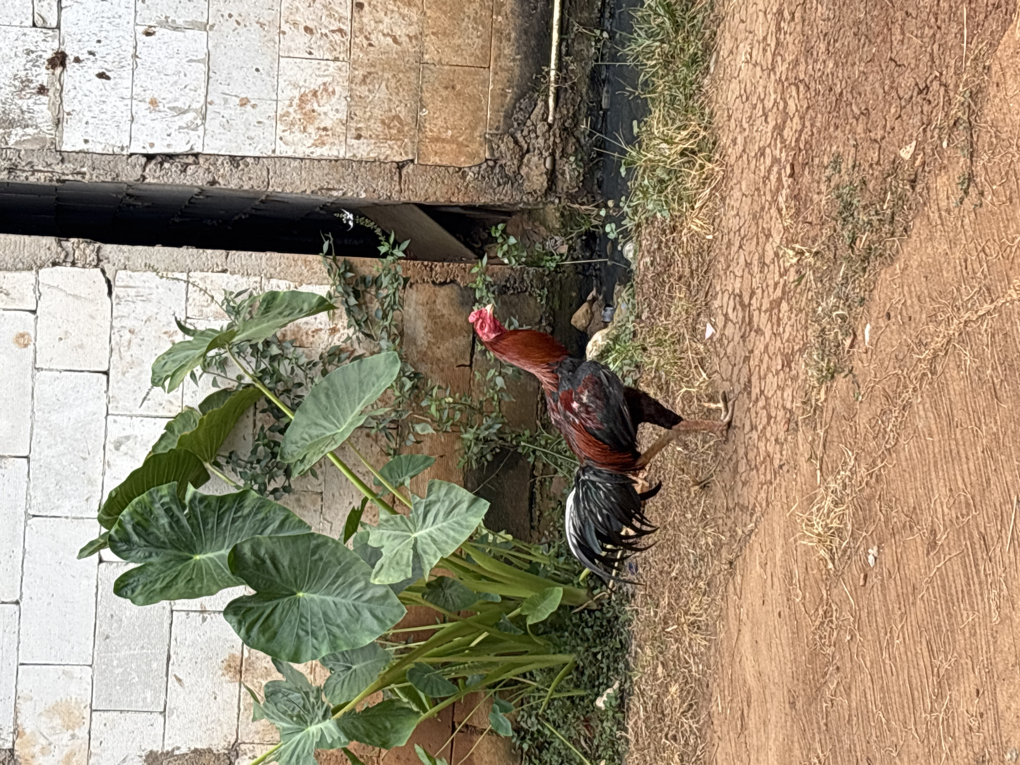 In Taman Rahayu, Indonesia, a rooster with dark red and black plumage stands on dry, cracked reddish-brown soil. The rooster is facing left, with its comb and wattles a vibrant red. Behind the rooster, large, heart-shaped green leaves of a taro plant emerge from lush, low-lying green vegetation. The backdrop consists of a weathered white brick wall, partially covered by vines, and a dark, vertical opening or pipe extending from a crumbling stone structure. A narrow, dark water channel or drain runs along the base of the wall. The lighting suggests it is daytime.