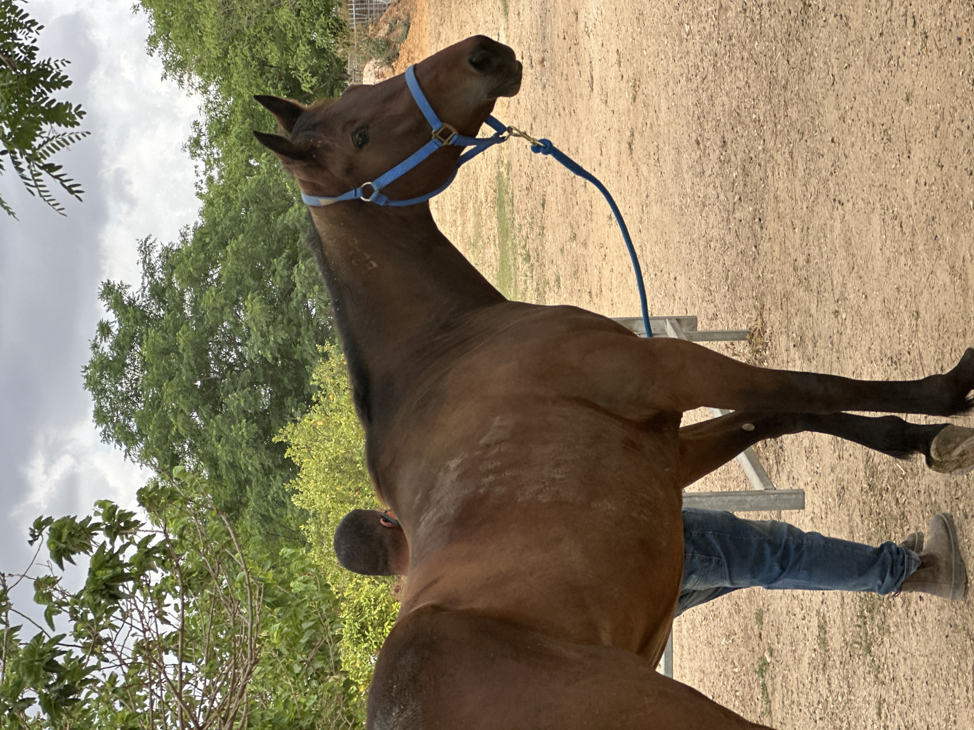 A brown horse wearing a blue halter and lead rope stands on a dirt surface. A man stands adjacent to the horse, wearing blue jeans and tan boots. Trees and vegetation are visible in the background. The location is Elishama, Israel.