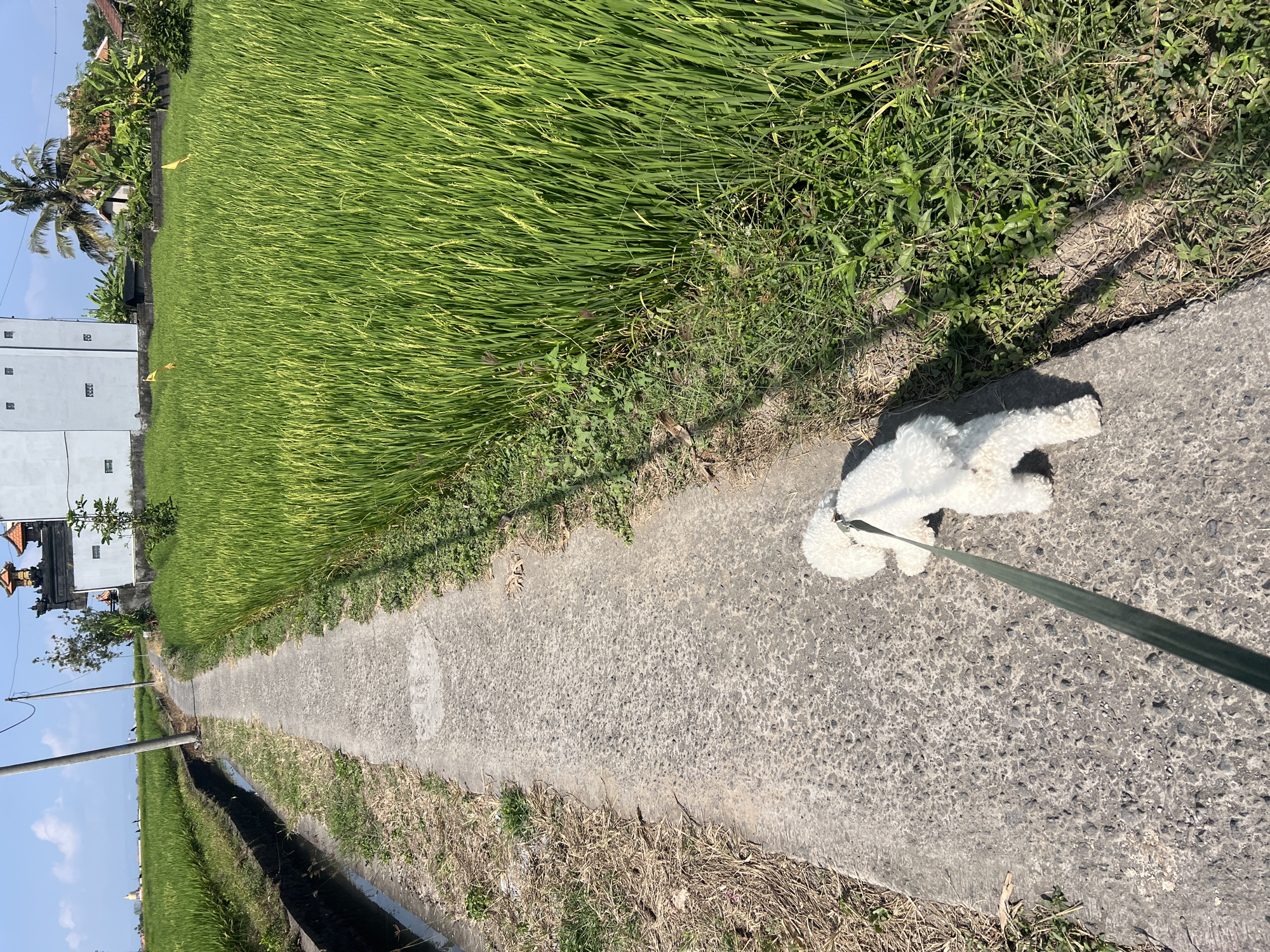 A white dog is walking on a concrete path next to a lush green rice field. The dog is on a leash, and its owner's legs are partially visible at the bottom right of the image. In the background, there is a white building with a traditional Balinese temple roof, surrounded by trees and vegetation. The sky is clear and blue. The scene appears to be in a rural area, likely in Mengwi, Indonesia, given the presence of rice paddies and Balinese architecture. The lighting suggests it is a sunny day.
