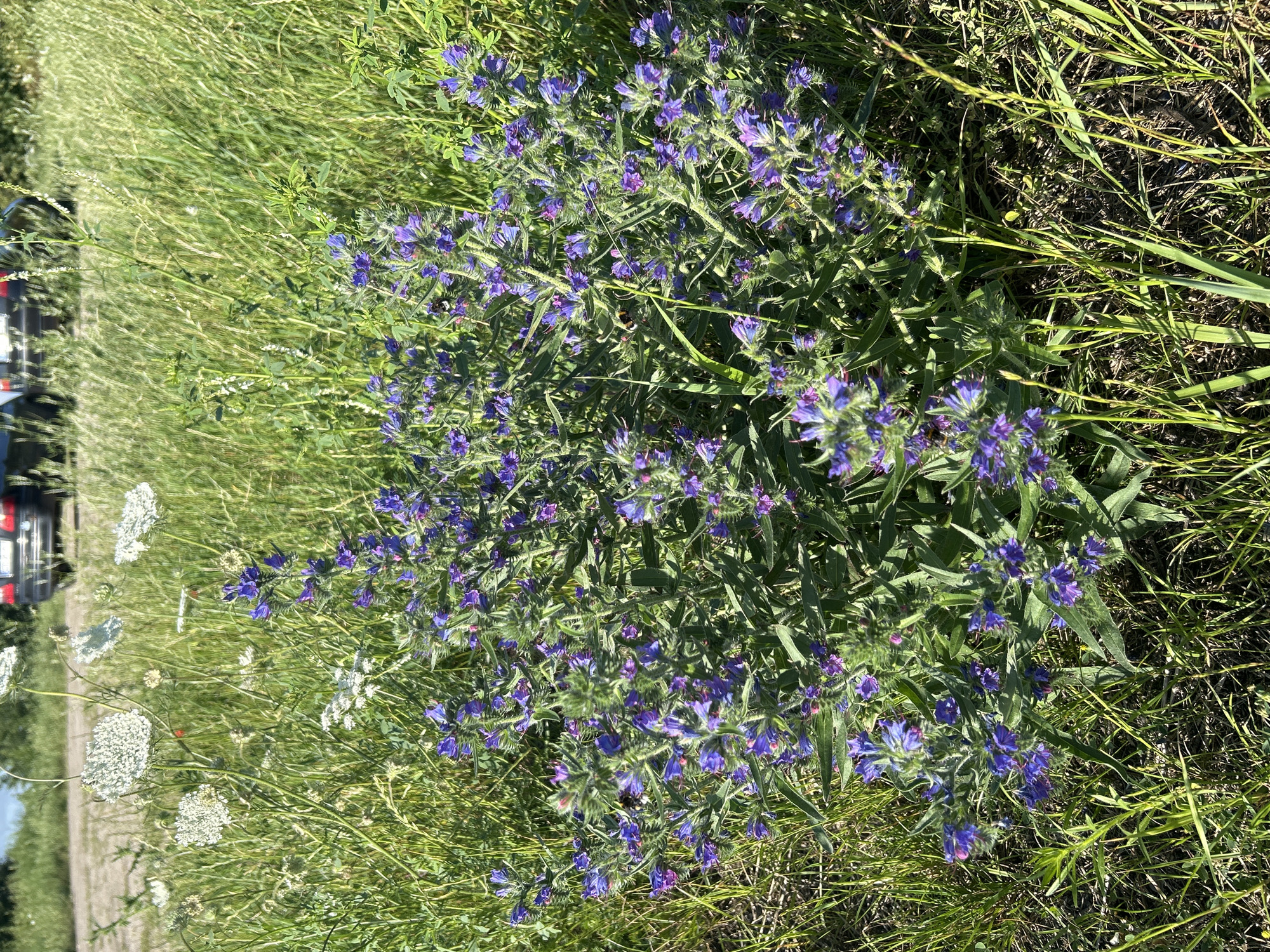 The image depicts a cluster of blooming purple flowers, likely Viper's-bugloss (Echium vulgare), in a grassy area. The flowers are a vibrant blue-purple and grow on tall, branched stems. The surrounding environment is characterized by tall green grass and some white wildflowers in the background. A portion of a dark-colored vehicle is visible in the upper background, partially obscured by the vegetation. The scene appears to be in a rural or semi-rural setting, consistent with the area of Bałdowo, Poland, given its natural landscapes and occasional presence of vehicles. The lighting suggests it is daytime, likely a sunny day.
