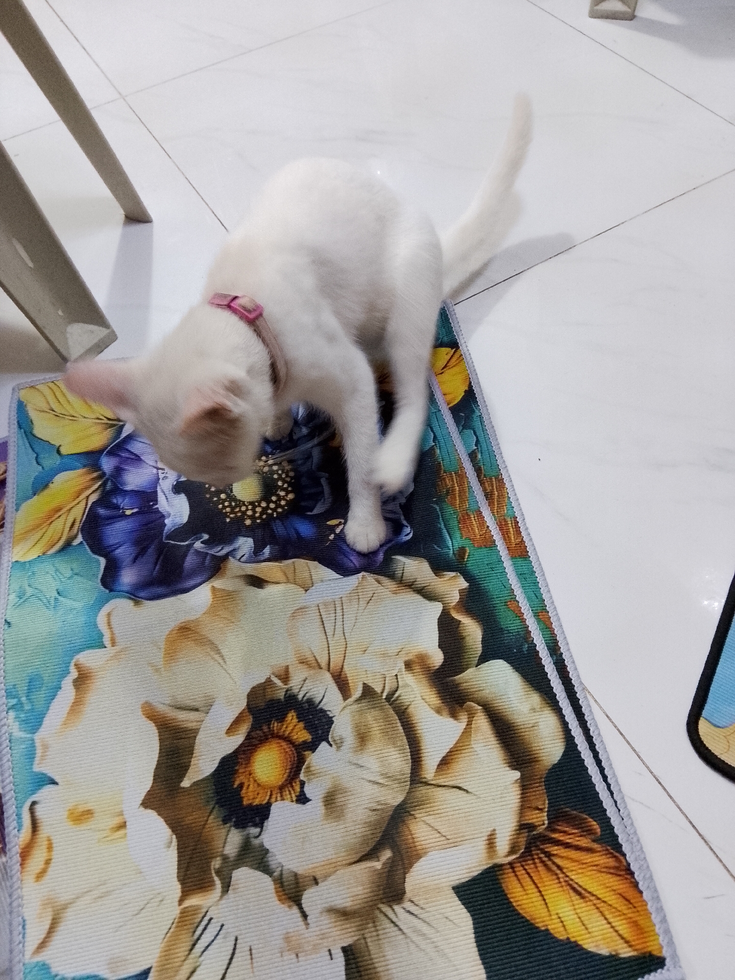 A white cat, wearing a pink collar, is captured indoors, standing on a colorful floral-patterned mat. The cat's head is lowered, looking intently at the mat, with one front paw slightly raised, suggesting it is in the act of investigating or playing. Its fur is bright white.
The mat features large, stylized flowers in shades of deep blue, cream, and yellow-orange, against a background transitioning from teal to green. The mat has a textured, woven appearance. The floor is covered in white tiles with fine grout lines. In the upper left, the leg of a light-colored piece of furniture, possibly a chair or table, is visible. The lighting is bright and even, indicating an indoor daytime setting. There is no visible text in the image. The scene depicts a quiet moment of pet interaction with its surroundings in an indoor environment, potentially in Davao City, Philippines.