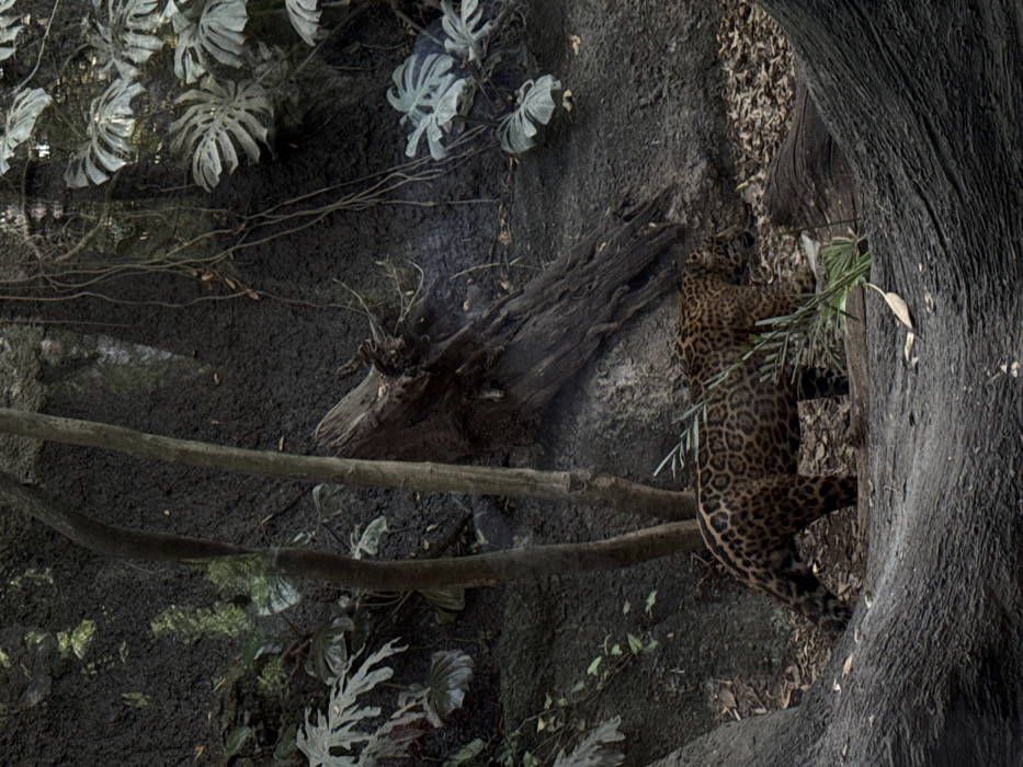 A jaguar (Panthera onca) is observed walking from left to right across a naturalistic enclosure within Africam Safari in Heroica Puebla de Zaragoza, Mexico. The animal displays a dark tan coat with distinct black rosette patterns, and its head is lowered towards the leaf-littered ground, suggesting an action of sniffing or investigating. The environment features a dark, textured dirt or rock embankment in the background, adorned with large-leafed tropical plants (resembling *Monstera*) and hanging vines. Several slender tree trunks rise vertically, and a large, dark, decaying log is present diagonally against the embankment on the right. The foreground contains a thick, dark, horizontal log or tree root partially obscuring the jaguar's lower left side. The ground consists of dark soil covered with scattered dry leaves and some green foliage. No human subjects are visible.