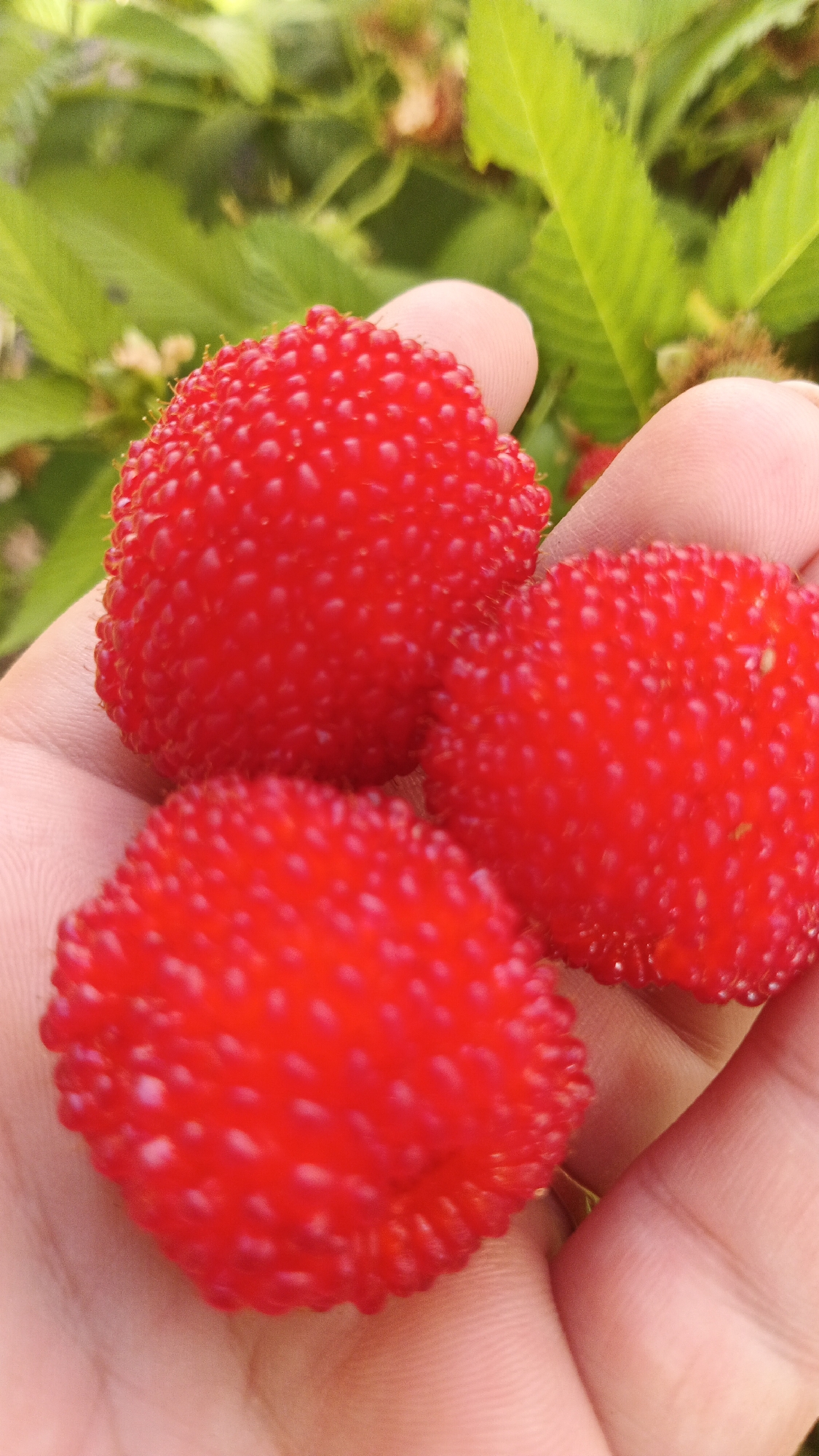 A close-up shot shows a person's hand holding three bright red, bumpy fruits, possibly raspberries or a similar berry. The fruits are in focus, with a blurred green leafy background. The image appears to be taken outdoors. There is no identifiable indication of the specific location within Kryvyi Rih, Ukraine, or any other specific details about the scene beyond the berries and the hand.