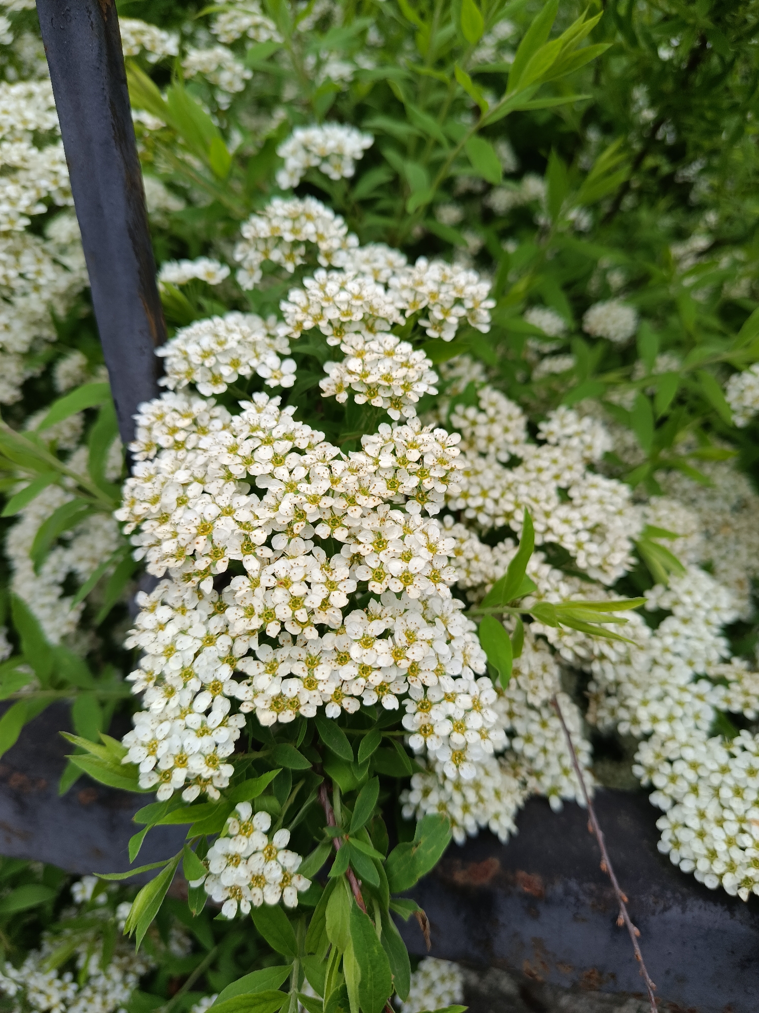 The image shows a close-up view of a blooming plant, likely Spiraea, with clusters of small white flowers and green leaves. A dark-colored metal railing or fence is visible in the background and foreground, suggesting the plant is growing near or around it. The location is unknown, but possibly in Moscow, Russia. The image captures a natural scene with a focus on the plant's blossoms. No people are visible.