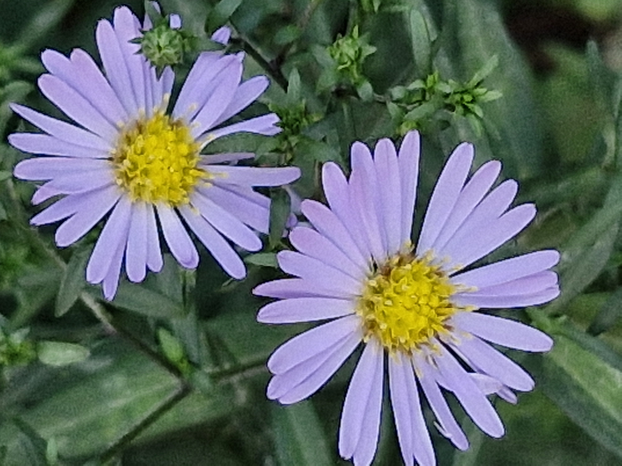 Two light purple aster flowers with yellow centers are in full bloom. One flower is positioned in the upper right, and the other is in the lower left of the frame. The flowers are surrounded by green foliage, with a small green bud visible to the right of the upper flower. The background is softly blurred green. The image appears to have been taken outdoors in natural light. There is no information available to identify the specific location within the city of Kokshetau, Kazakhstan.