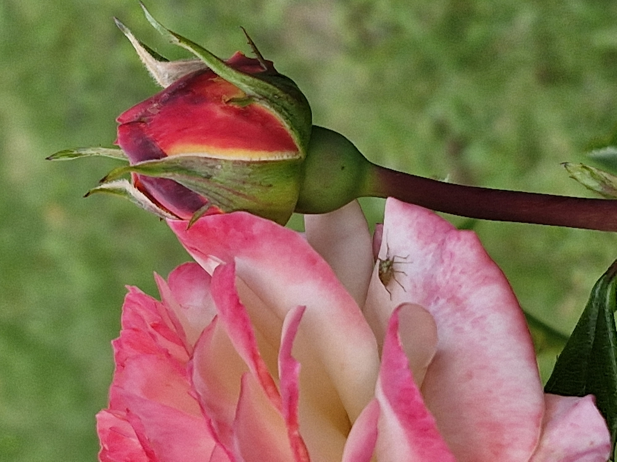 A close-up, vertical, eye-level shot focuses on a vibrant pink and white rose with a red and yellow bud to its right. The rose petals, some unfurling and some tightly closed, display a gradient of color from deep pink edges to a pale creamy center. A tiny, brown insect with visible legs is perched on one of the lower, lighter pink petals on the left side of the frame. The rose bud, positioned to the right of the main bloom, is partially open, revealing layers of red and yellow within its green sepals. The background is a soft, out-of-focus green, suggestive of foliage. The scene is devoid of human presence and any identifiable landmarks of Klaipėda, Lithuania, offering a naturalistic view of the flora.