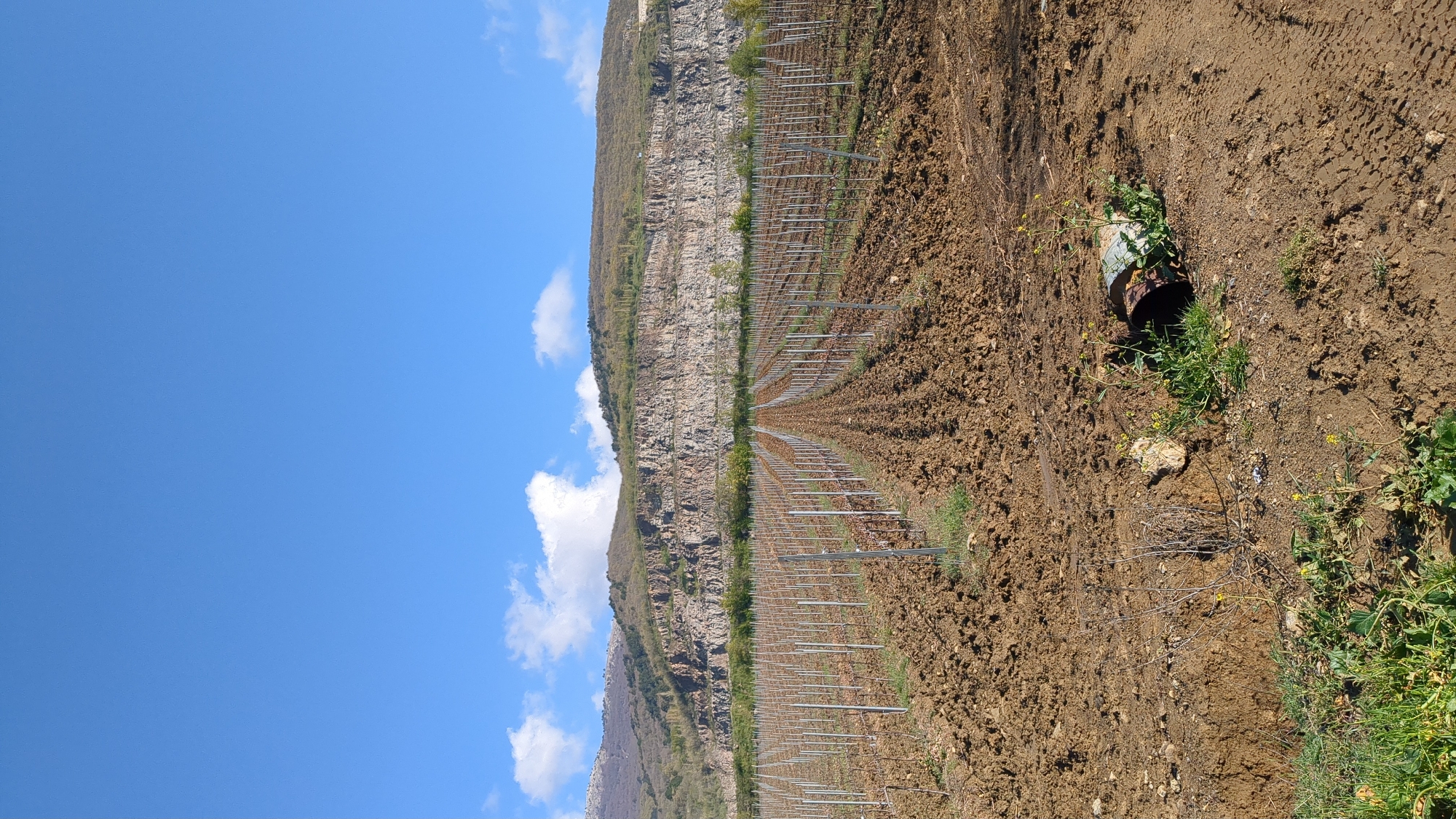 The image depicts a vineyard in an agricultural setting. Rows of metal support structures for vines extend towards a cliff face, under a blue sky with scattered clouds. The ground is tilled soil. In the foreground, there is a discarded metal container with some vegetation growing around it. The location is possibly Pushkino, Ukraine, as requested, but there's no specific detail in the image to verify this.