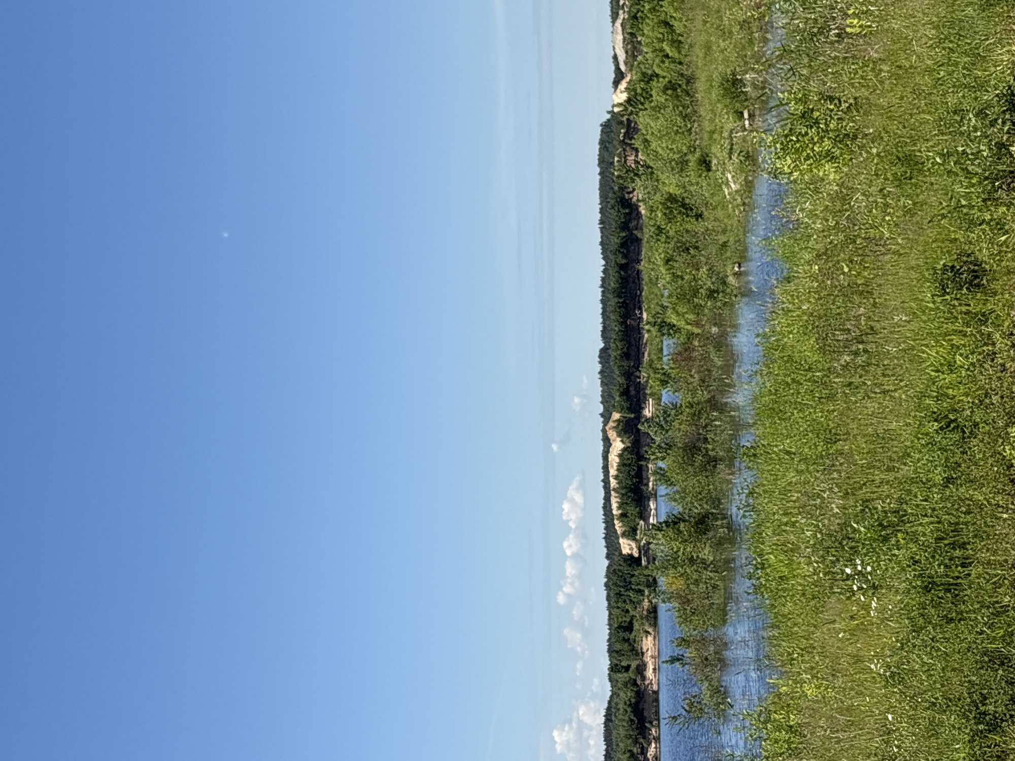 An expansive, high-angle view depicts a clear blue sky above a tranquil body of water, likely a lake or quarry, at the edge of Manushkino, Russia. The foreground is dominated by a dense growth of lush green grass and various smaller plants, some reaching knee-height. Several small white wildflowers are scattered throughout the grass.

Beyond the grassy expanse, the water stretches out, reflecting the sky. Several small islands or submerged areas with dense green foliage are visible within the water. In the middle ground, a thick line of dark green coniferous trees forms a natural border along the water's edge, extending across the horizon.

Behind the trees, a notable geological feature rises: a series of light tan, sandy hills or cliffs, characteristic of a quarry or disturbed land. These formations are interspersed with patches of trees and vegetation. The overall impression is a serene natural landscape, possibly a recreational area or a reclaimed industrial site. No people or animals are present in the image. The lighting suggests a bright, sunny day.