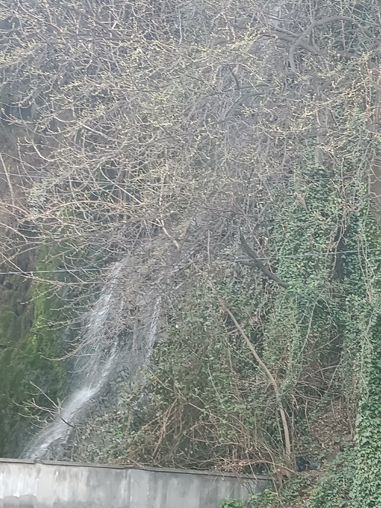 A blurred image shows a natural environment, potentially a park or green area, possibly near a low, gray concrete wall. A small waterfall cascades down a mossy, rocky surface, partially obscured by the bare branches of trees and dense ivy. The location may be Tbilisi, Georgia, but that is not verifiable from the details of the image alone. There are no people visible in the photograph. The main objects are the waterfall, the trees, the ivy, and the wall. The action is the water flowing downwards.