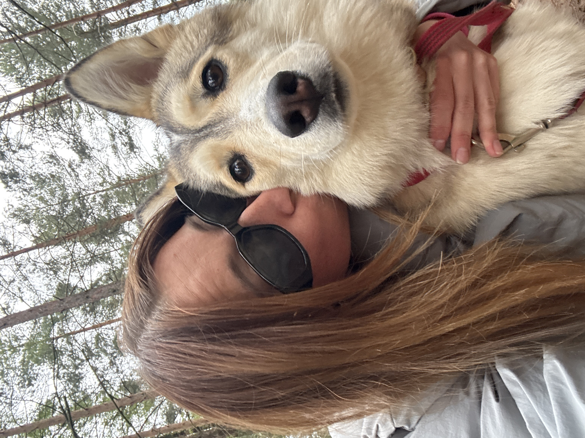 A selfie taken in Прикамский, Russia shows a light-skinned person with brown hair and black sunglasses holding a medium-sized, light-colored Husky dog. The dog has brown eyes and a black nose. The dog is wearing a red leash. The background features trees.