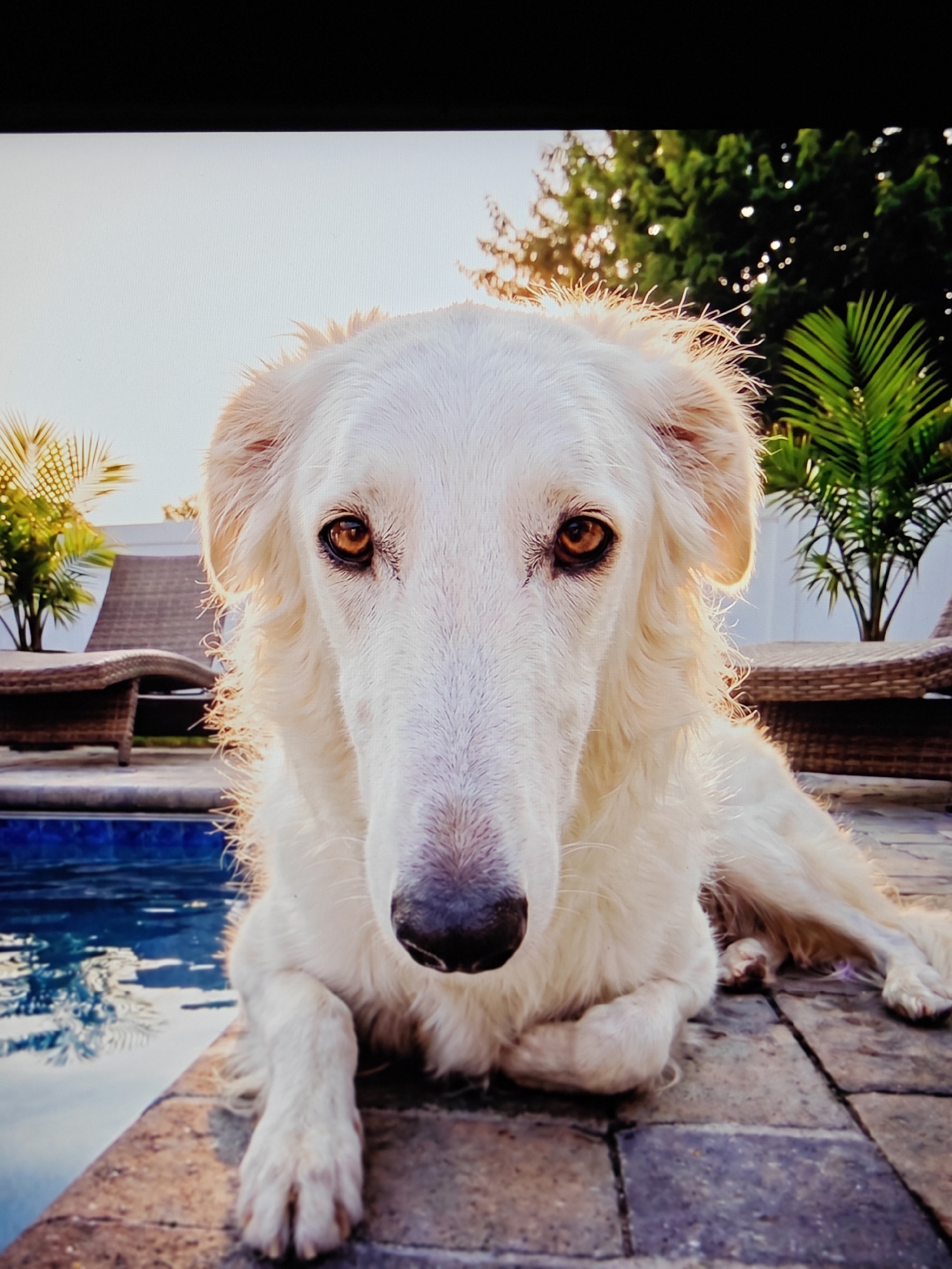A white Borzoi dog with amber eyes lies on a stone patio next to a swimming pool. The dog's head is tilted slightly and its gaze is directed at the camera. Its long snout and flowing fur are illuminated by the golden light of the sun. In the background, lounge chairs and palm trees are visible, suggesting an outdoor setting, possibly a backyard or a resort. The water in the pool reflects the sky and surrounding foliage. The overall impression is one of a serene and elegant canine portrait.