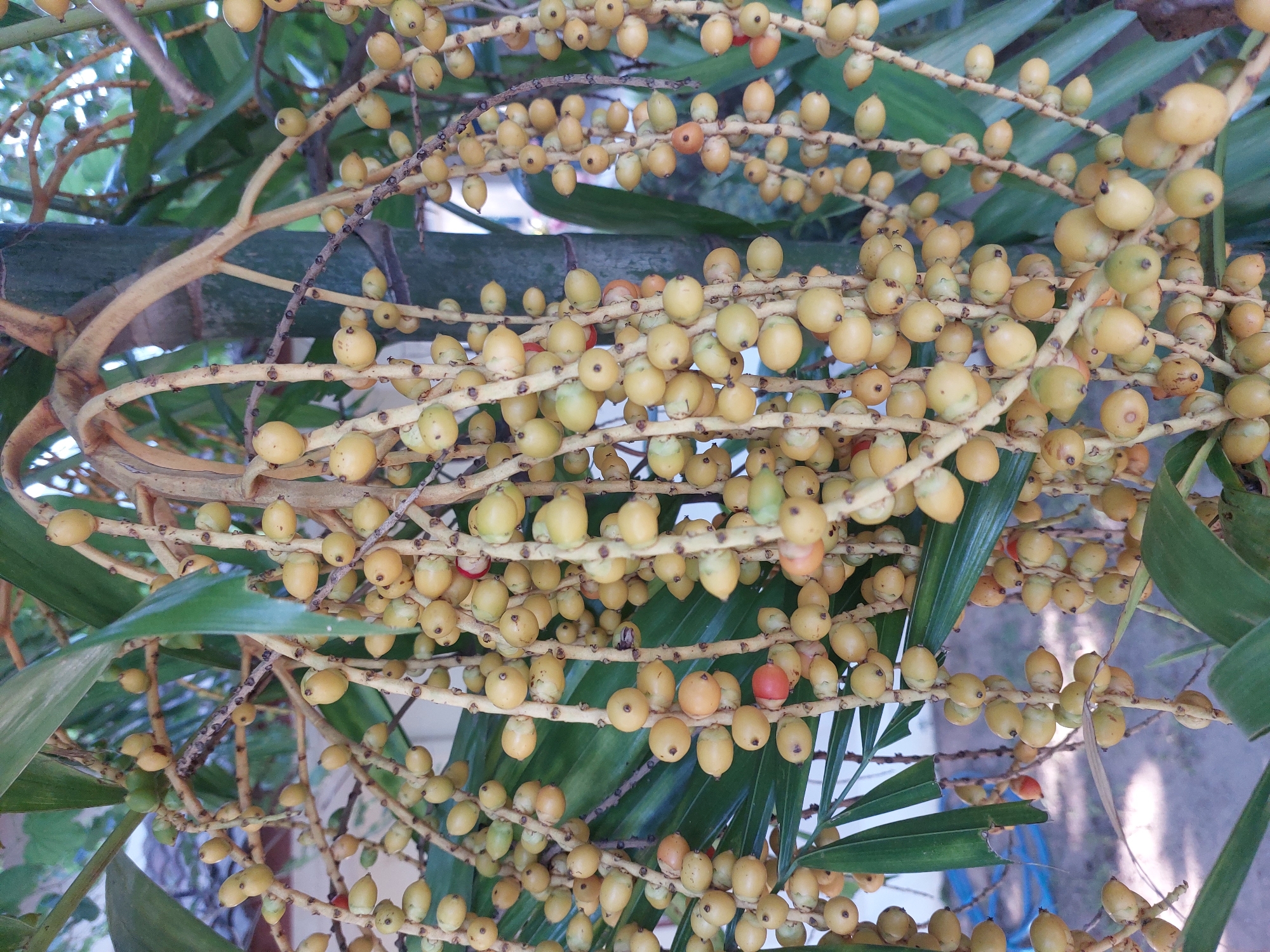This media file is a close-up shot of a cluster of small, yellowish-orange fruits growing on a palm tree. The fruits are round to oval-shaped and are borne on long, branching stems that are also yellow. The fruits are densely packed on the stems, creating a cascading effect. Some of the fruits appear to be a lighter green, indicating they are unripe, while others are a deeper orange-red, suggesting ripeness. The background is blurred but shows glimpses of green palm fronds and a hint of a lighter, possibly sandy or earthy surface. The lighting suggests it is daytime, with natural light illuminating the fruits. The scene is likely outdoors, given the presence of the palm tree and fronds. There is no visible text in the image. The image was taken in Baan Mae Nam, Thailand.