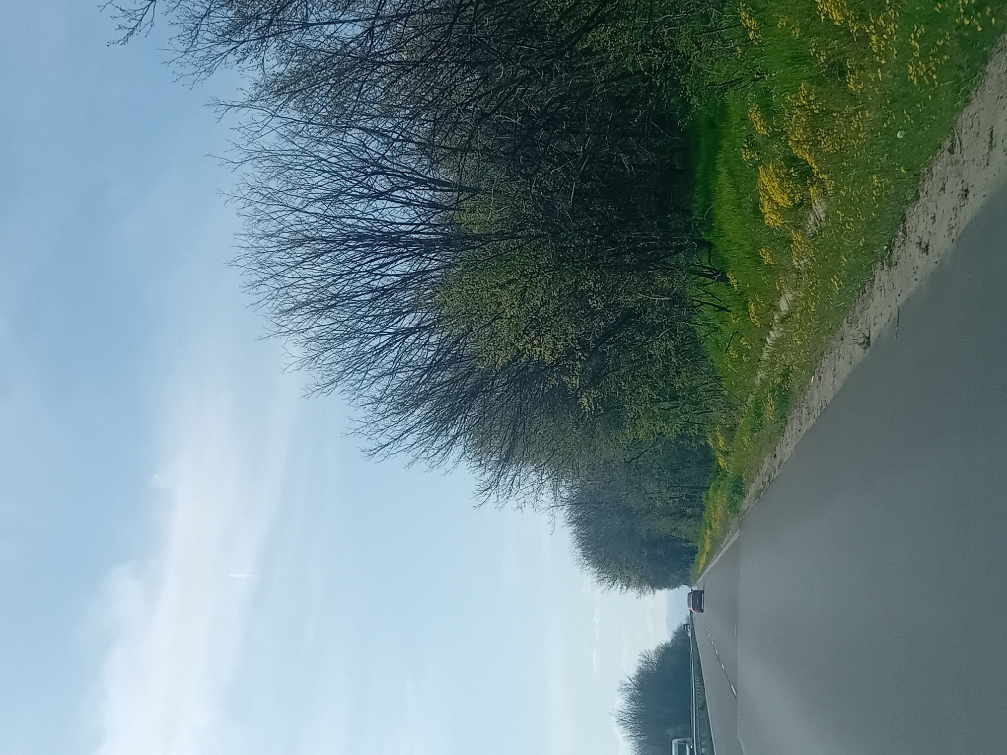 The image, when viewed in its correct orientation, captures a daytime scene along a road flanked by nature, likely in early spring. A grey asphalt road extends from the foreground into the distance, marked by white dashed lines and a solid white line along its right edge.
To the right of the road, a wide verge of vivid green grass is visible, heavily interspersed with numerous small yellow wildflowers. Beyond this grassy strip, a dense line of trees forms a natural wall. Some of these trees still appear largely bare with intricate branch patterns, while others are beginning to show fresh, light green foliage, indicating the transition from winter to spring. On the left side of the road, a more distant line of similar trees also displays a mix of bare branches and nascent leaves.
The sky above is a clear, light blue, featuring several faint, wispy white clouds. Far down the road, a single dark-colored vehicle, possibly reddish-brown or black, can be seen, heading in the same direction as the apparent viewer.
The setting suggests a rural or semi-rural landscape. The bright lighting indicates fair weather during the day, likely morning or afternoon. The perspective implies the photograph was taken from within a moving vehicle. There is no visible text in the image.