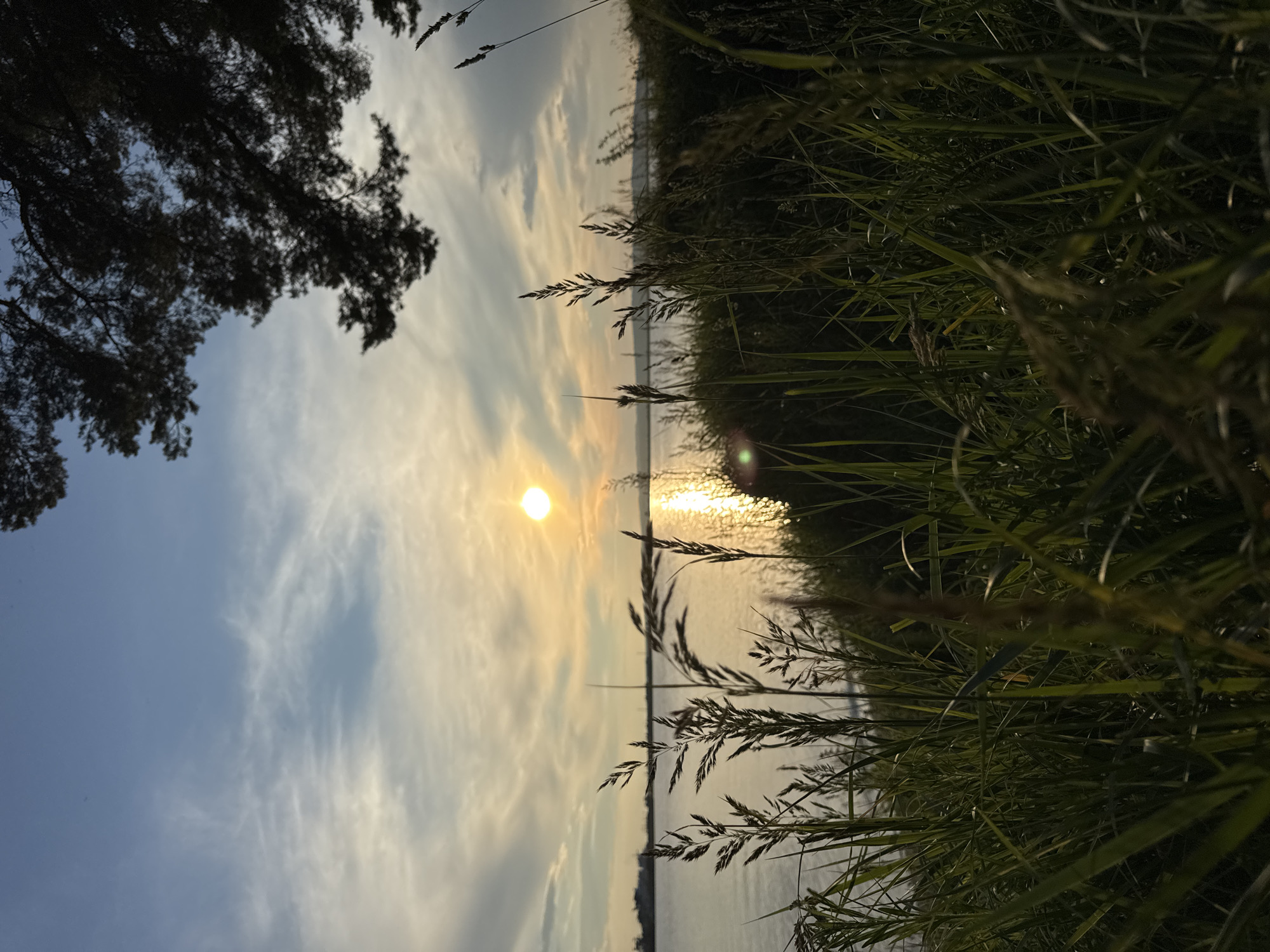 This vertical, low-angle shot captures a serene sunset over a body of water, likely the Kama River near Chaikovsky, Russia. The foreground is dominated by tall, green grass and reeds, some with seed heads, silhouetted against the brighter background. The setting sun, a bright orange orb, is positioned in the upper-middle section of the frame, casting a shimmering golden reflection across the water. Wispy clouds streak across the pale blue sky, tinged with yellow and orange from the fading sunlight. In the distance, a faint, dark landmass with structures, possibly part of Chaikovsky, is visible along the horizon. A large tree branch, its needles dark and dense, hangs in the upper right corner, partially obscuring the sky. The overall mood is peaceful and natural, with a focus on the interplay of light, water, and vegetation.