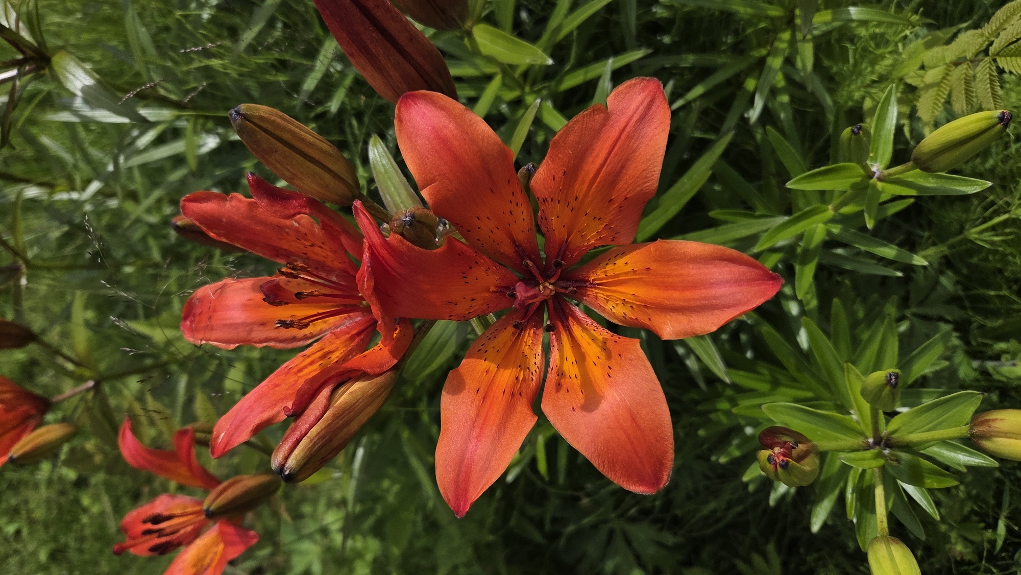 This is a close-up, vertical shot of several bright orange lilies in various stages of bloom, set against a backdrop of lush green foliage. The primary subject is a fully opened lily in the foreground, its six petals fanning out to reveal dark speckles and delicate stamens at its center. Behind it, another lily is partially open, its petals curving inwards. The lower portion of the image shows unopened buds and green leaves. The lighting suggests an outdoor setting, likely in a garden or natural landscape. There is no indication of any urban environment, people, or specific location within Tynset, Norway. The image captures the intricate details of the flowers and their surrounding plant life.