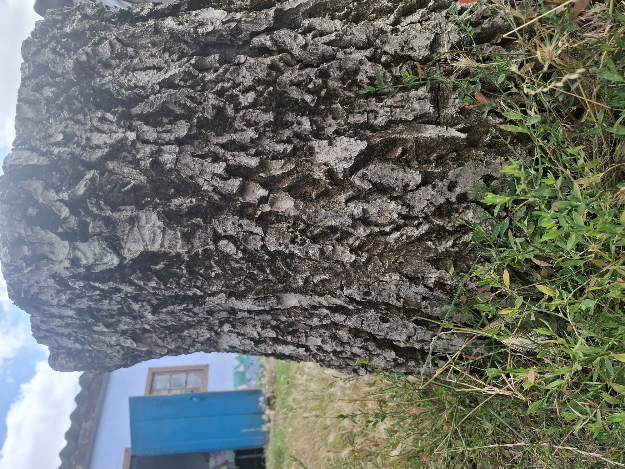 The image shows a close-up of a thick tree trunk with deeply textured bark. In the background, a blue building with an open blue door and a window is visible. The building appears to be a house, and the setting seems to be outdoors in a rural or semi-rural area. Green grass and dry weeds are growing around the base of the tree. The sky above is partially cloudy. The location is identified as Chorna, Ukraine. No people or animals are present in the frame.