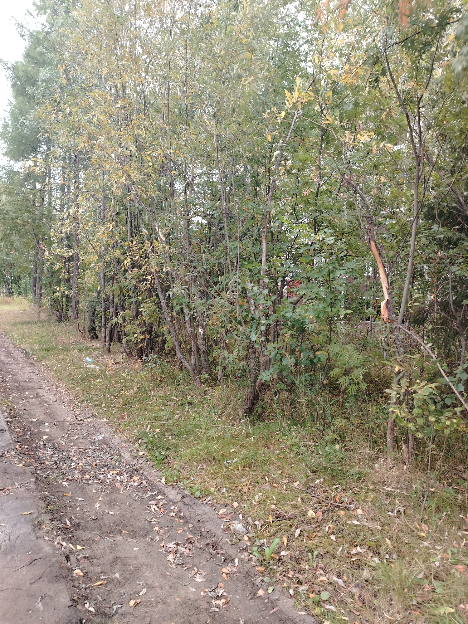 The image depicts a rural roadside in Muravlenko, Russia, with a dirt path on the left and a dense line of trees and vegetation on the right. The path is covered with loose soil, scattered dry leaves, and some debris, including a small blue plastic bottle. The trees are a mix of deciduous species, with some showing signs of autumn foliage, appearing yellow and green. The undergrowth consists of tall grass and smaller bushes. A noticeable detail is a broken tree branch on the right side of the image, revealing lighter wood beneath the bark. The overall impression is of an unpaved road bordering a natural area, likely in a suburban or semi-rural setting within the city.