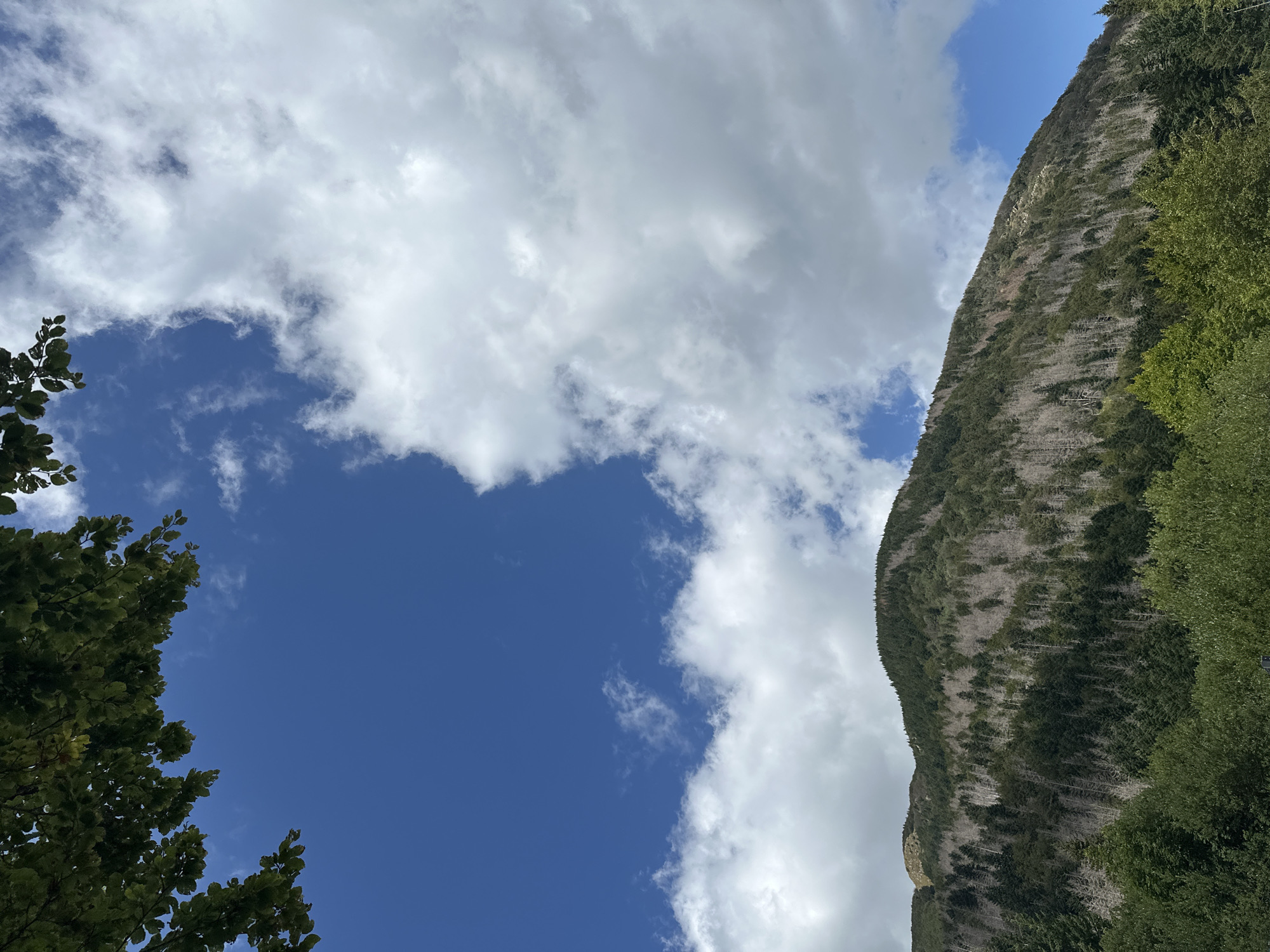 In Corniglio, Italy, a mountain slopes upwards, densely covered in evergreen trees. A significant portion of the trees on the mountainside appear dead or damaged, their pale trunks standing starkly against the dark green of the living foliage. The sky above is a vibrant blue, partially obscured by fluffy white clouds. In the foreground, lush green trees form a dense line along the base of the mountain. The image is taken from a low angle, looking up towards the mountain and sky. The scene is one of natural beauty, with a touch of melancholy due to the visible signs of tree damage.