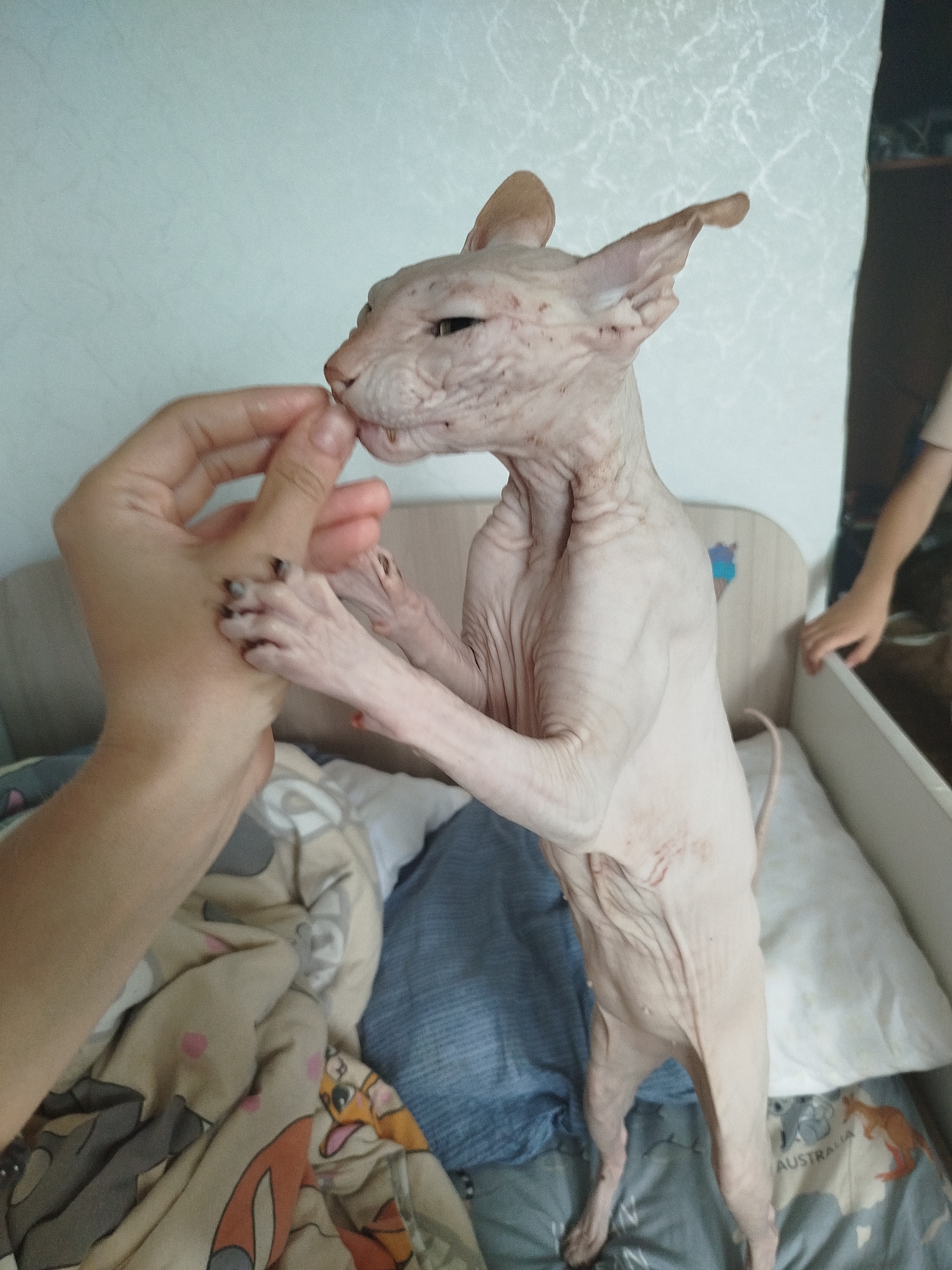 In Zavodoukovsk, Russia, a Sphynx cat stands on its hind legs on a bed, reaching up to a human hand that is offering it a treat. The cat has light pink skin with some dark spots. The hand, belonging to a person with fair skin, is holding a small, light-colored object near the cat's mouth. The cat's front paws are resting on the person's hand and fingers. The cat is positioned in the center of the frame, facing left, with its head tilted slightly upwards. Behind the cat and person, the bed is covered with patterned bedding, featuring cartoon characters and a kangaroo illustration with the word "AUSTRALIA." A blue pillow and a white pillow are also visible on the bed. To the right of the cat, a portion of another person's arm and hand is visible, resting on the edge of a white structure, possibly a bed frame or a crib. The background wall is a light color with a subtle textured pattern. The lighting appears to be natural, casting soft shadows.