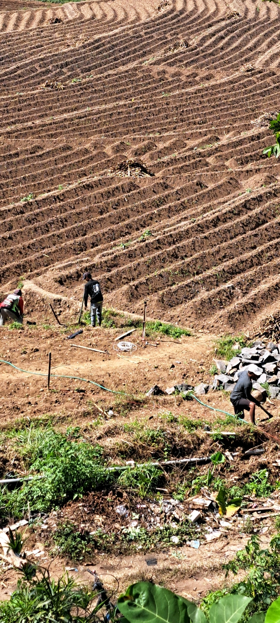 The image depicts a terraced hillside, likely in Kesiman, Indonesia, being worked by three individuals. The hillside is characterized by numerous parallel furrows, suggesting recent tilling or preparation for planting. Debris, possibly agricultural waste such as dried stalks, is visible in piles on the terraces.
In the foreground, a person wearing a dark long-sleeved shirt and grey pants is using a hoe to work the soil on a lower terrace. To their left, a person in a red and green vest and dark pants is stooped down, possibly planting or tending to the soil. Further up the slope, another individual in a black long-sleeved shirt and grey pants stands holding a long tool, possibly a hoe or shovel, and appears to be observing or directing.
The environment is rural, with dry soil and sparse vegetation growing along the edges of the terraces and in the foreground. Green pipes, likely for irrigation, are visible running across some of the terraces. A pile of stones is situated on a mid-level terrace. The overall impression is one of agricultural labor on a steep slope.