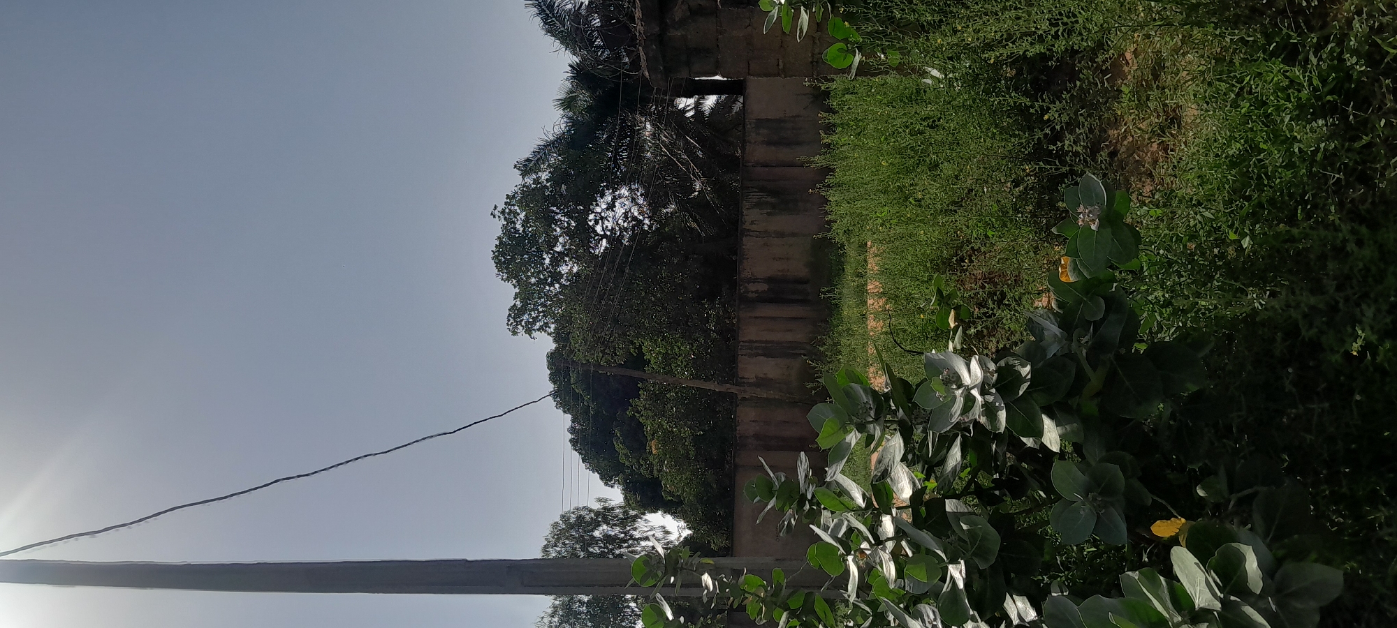 The media file depicts an outdoor scene with lush green vegetation under a bright, clear sky, suggesting daytime. The image is oriented vertically, with the sky occupying the left portion and the natural landscape the right.
The scene includes a variety of plants, with large, broad leaves in the foreground and a denser, more intricate green foliage behind them. A faint, rough texture on the right side suggests a wall or boundary, possibly constructed from brick or stone. In the background, tall trees with dense foliage are visible, interspersed with what appear to be power lines. The overall impression is one of a natural, possibly semi-rural or overgrown setting.
The lighting suggests it is a sunny day, with the sunlight casting shadows and highlighting the textures of the leaves and vegetation. The clear sky indicates fair weather. There is no visible text in the image, nor are there any people or specific objects that would indicate a particular activity or event. The setting appears to be a natural environment, possibly a garden or an area where vegetation has been allowed to grow freely, possibly in Jalingo, Nigeria, as per the location context.