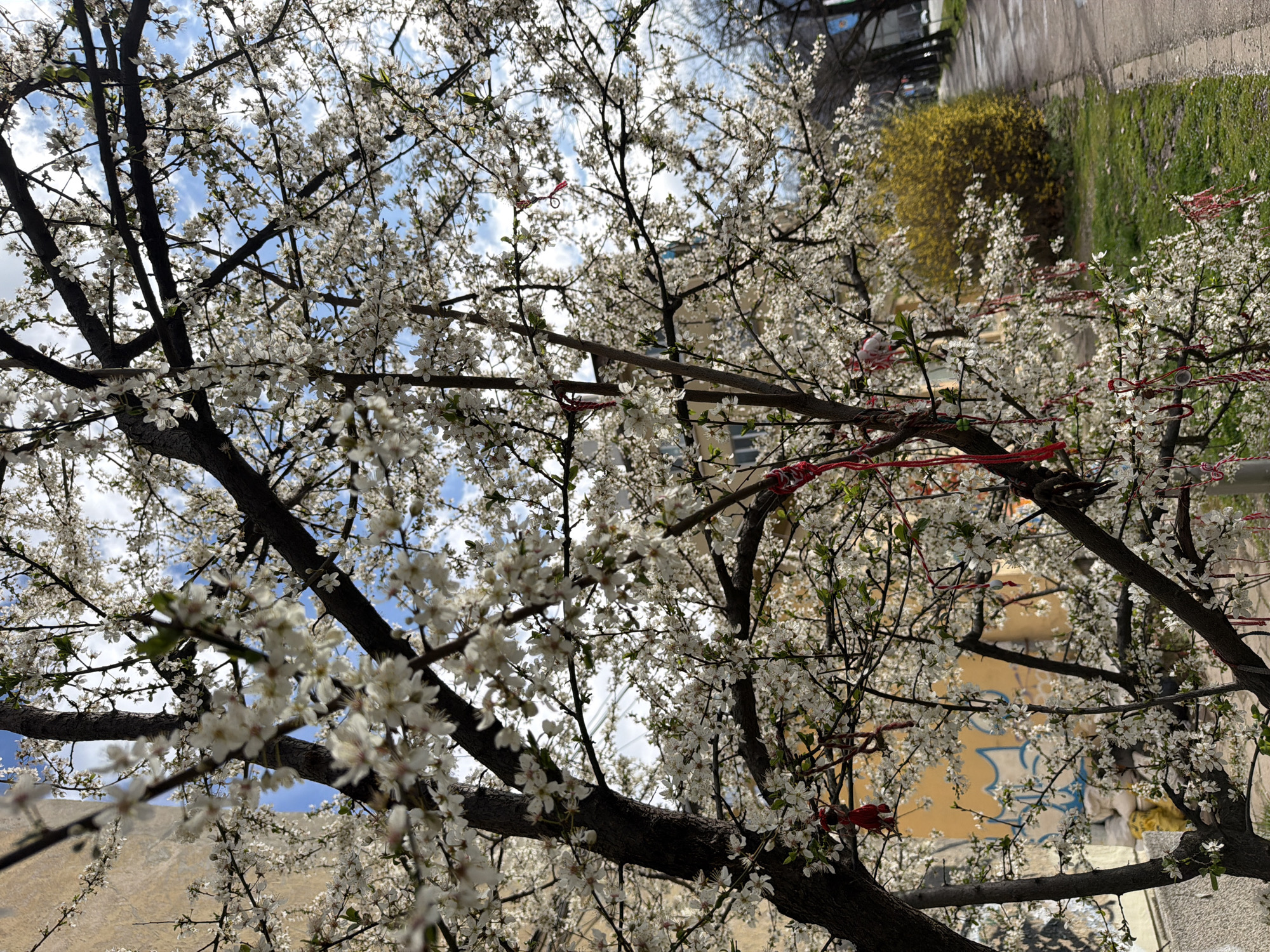 The image shows a blossoming tree in Sofia, Bulgaria. The tree has small white flowers and is adorned with red and white Martenitsa bracelets, a Bulgarian tradition celebrating the coming of spring. In the background, there is a yellow bush, a grassy area, a wall with graffiti, and buildings typical of an urban environment. The sky is visible through the branches, with blue patches and white clouds.